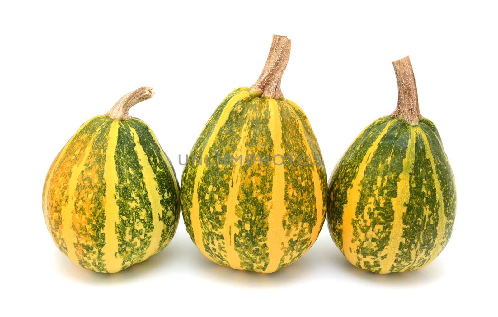Three tall green and yellow striped gourds as autumn decoration, on a white background