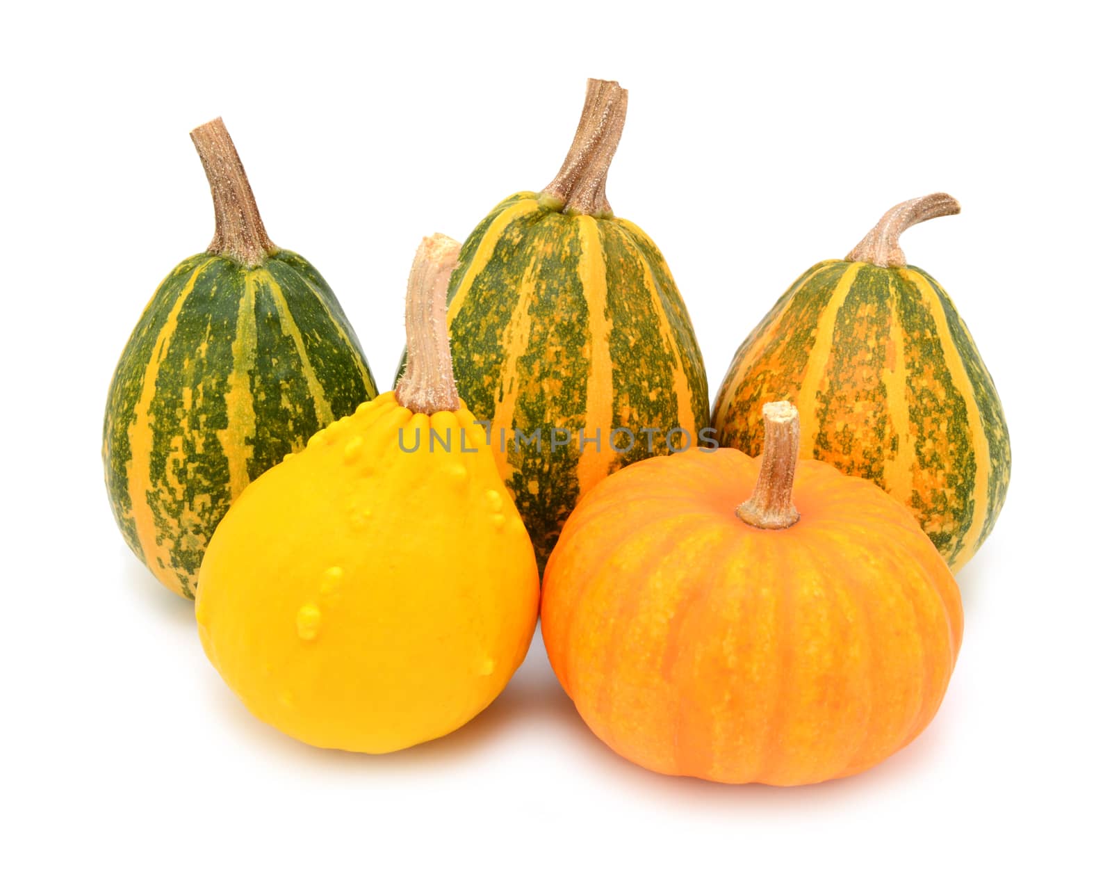 Five autumnal ornamental gourds, squashes and a mini pumpkin, on a white background