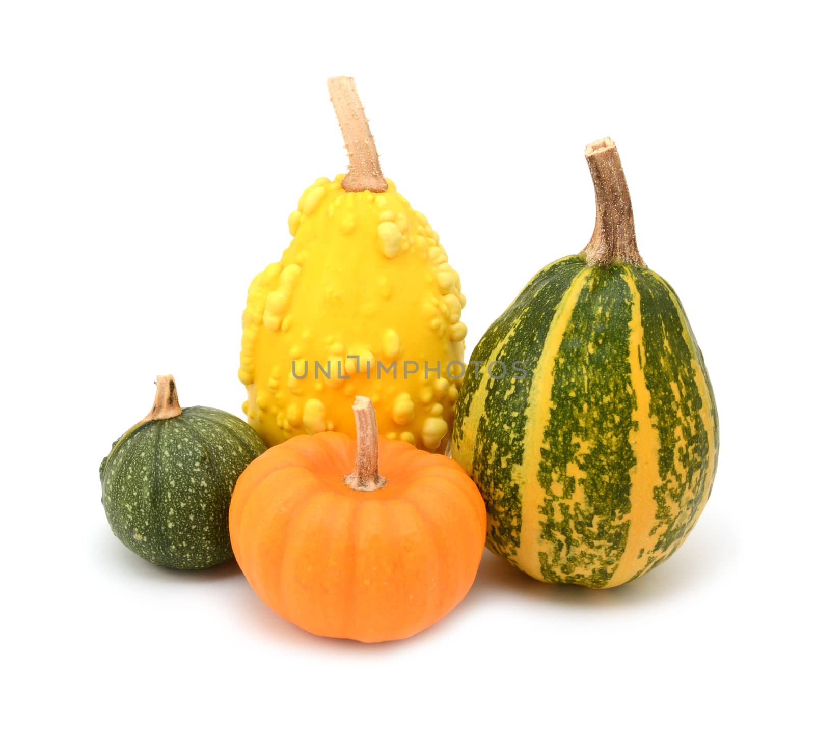 Four green, orange and yellow ornamental gourds for seasonal decoration, on a white background