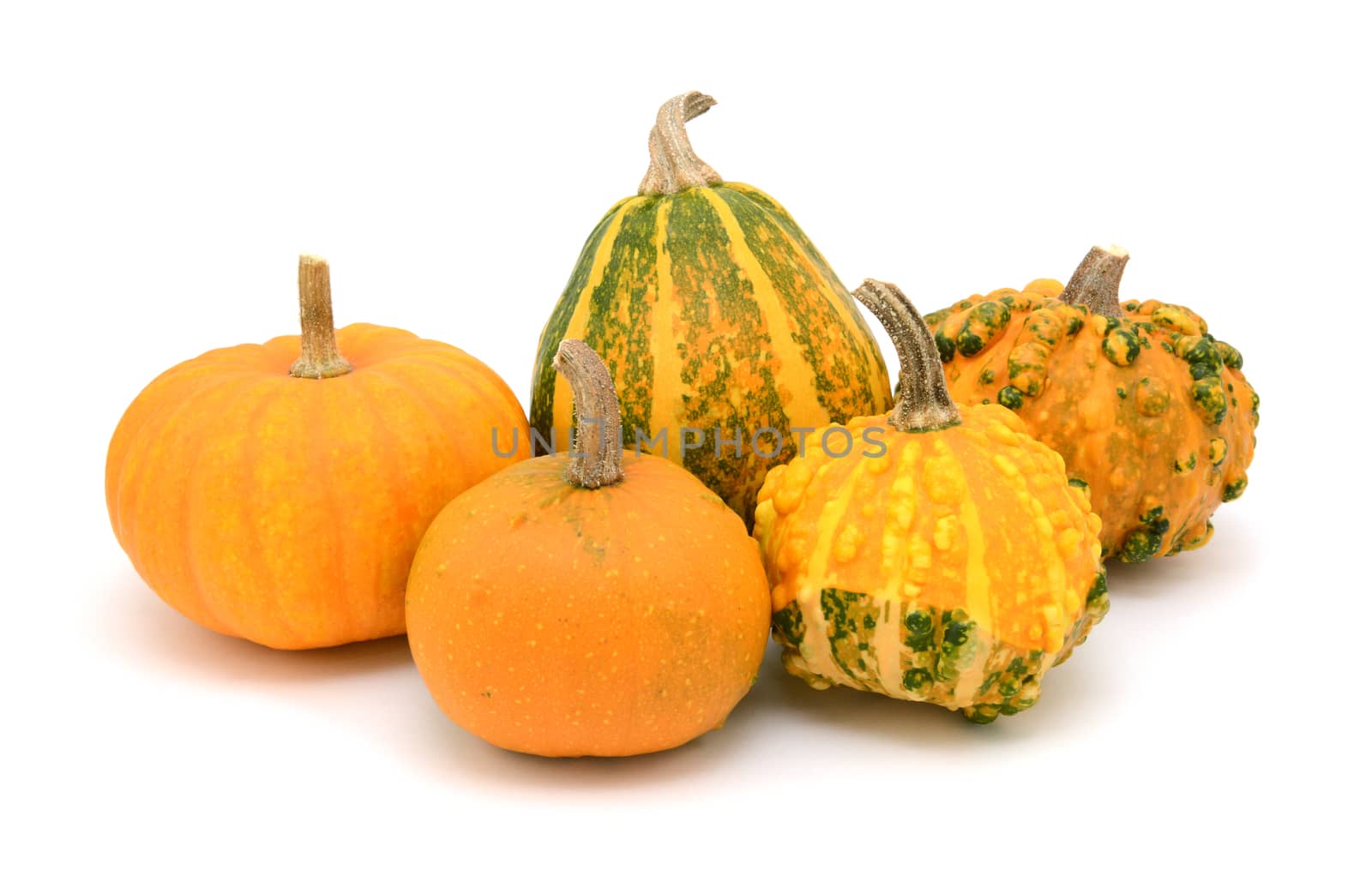 Five orange decorative gourds, with smooth and warted shapes for Thanksgiving decoration, on a white background