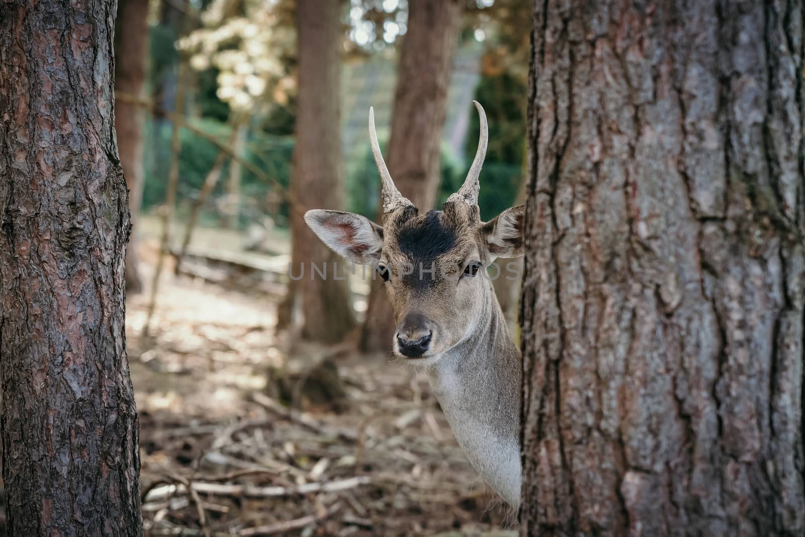 Photo of roe deer standing in a forest or eating acorn from hand