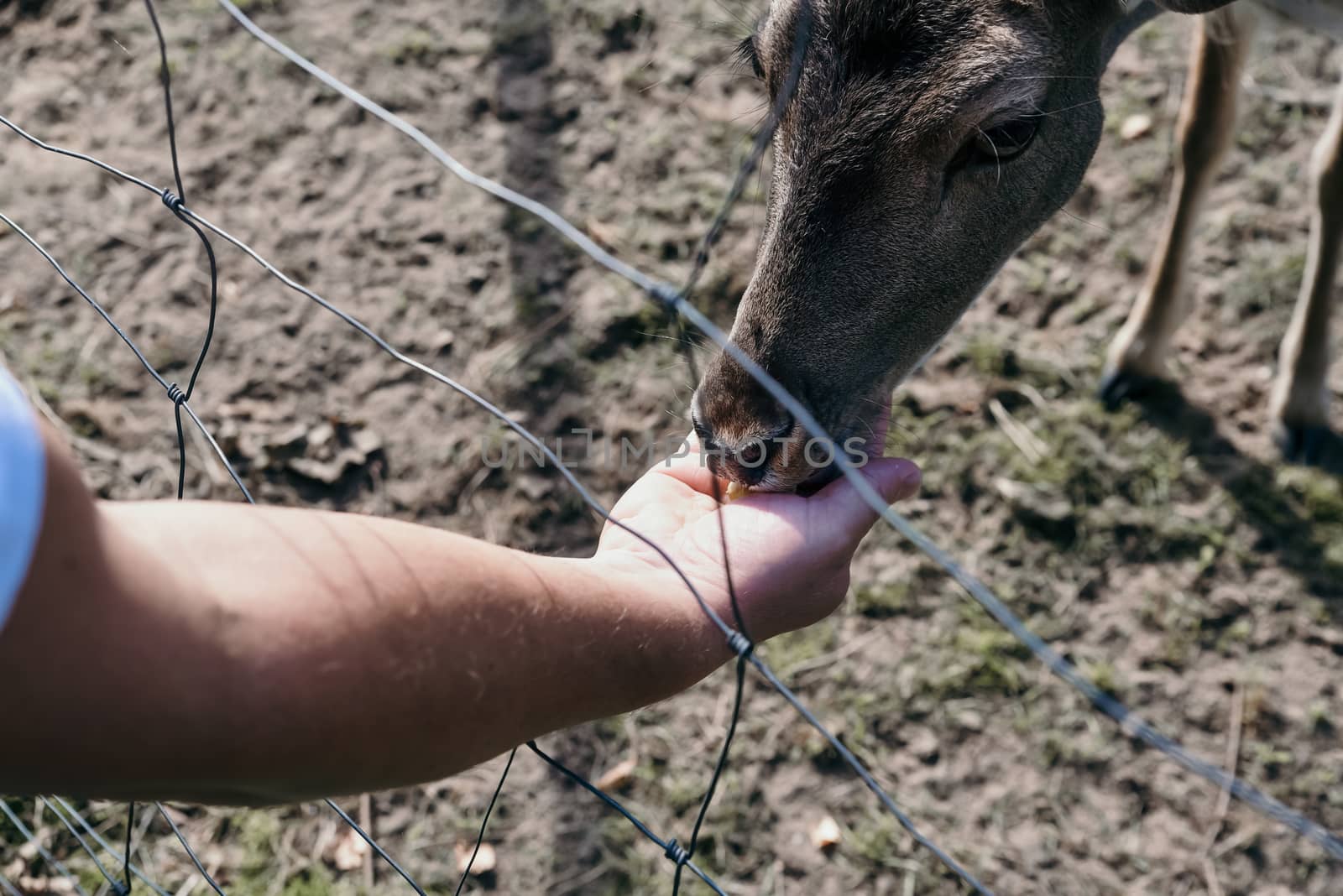 Photo of roe deer standing in a forest or eating acorn from hand