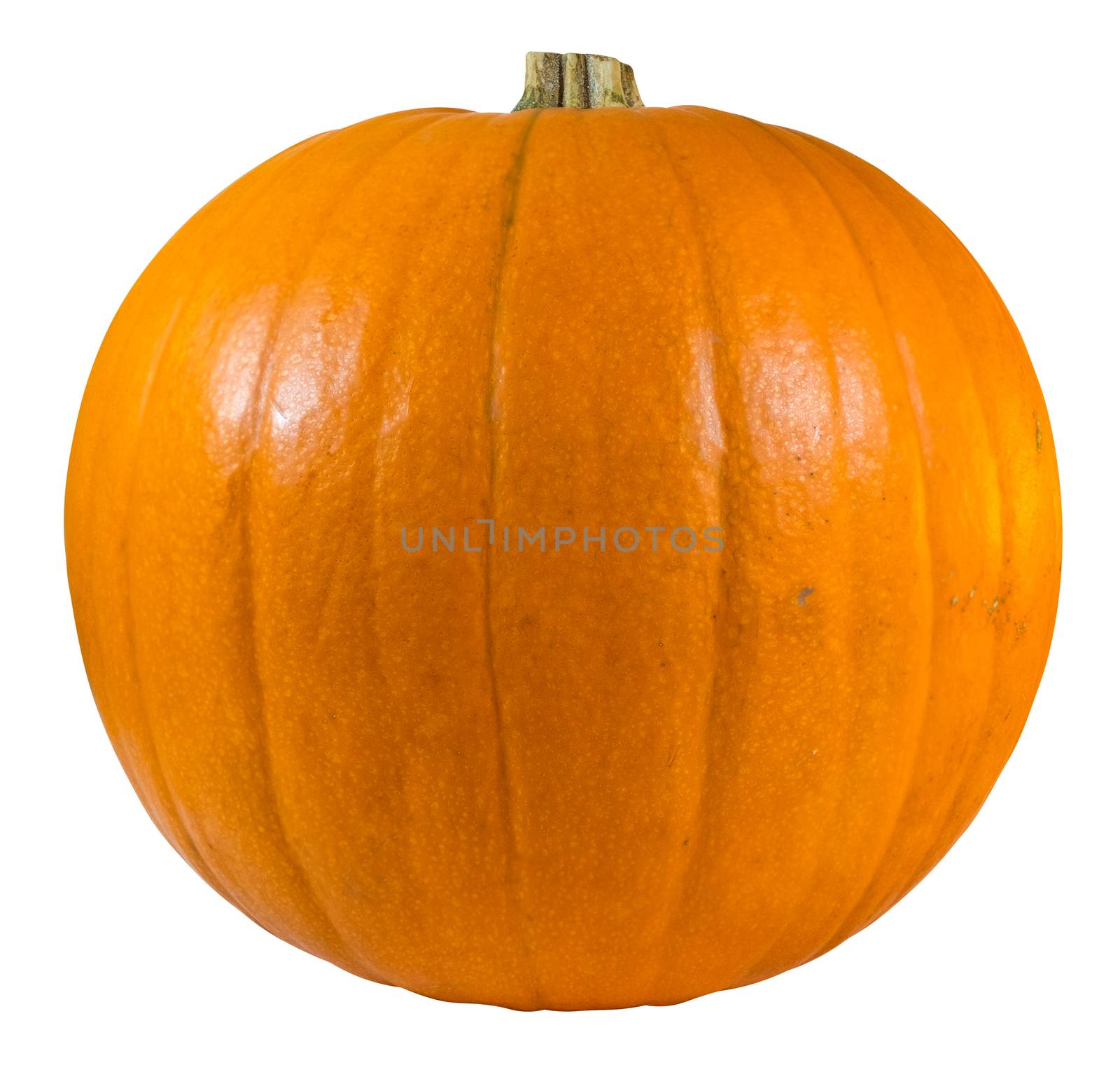 An Isolated Pumpkin For Halloween On A White Background