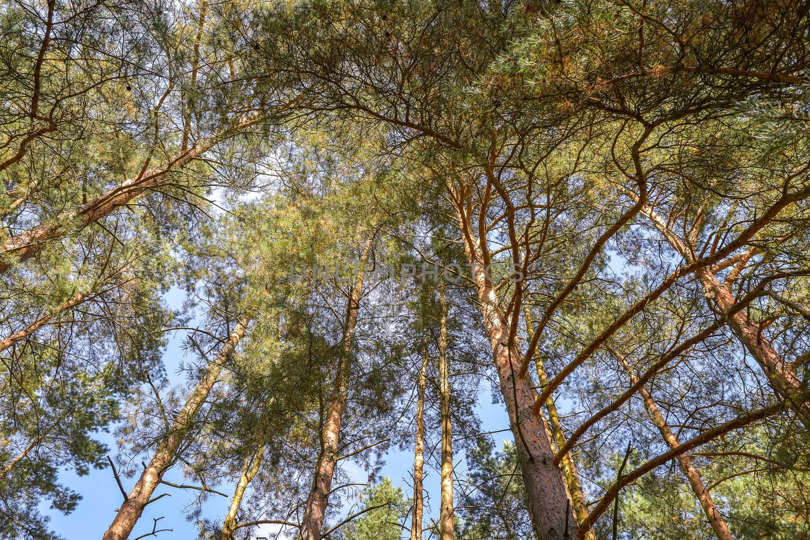 Looking up nature forest scene - pine tree against blue sky