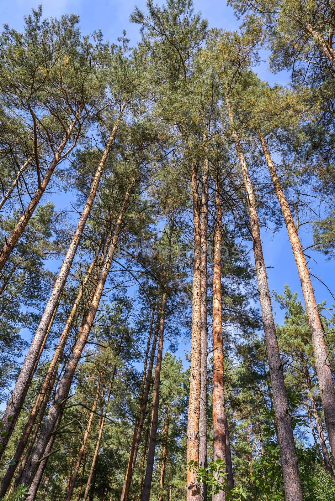 Looking up nature forest scene - pine tree against blue sky