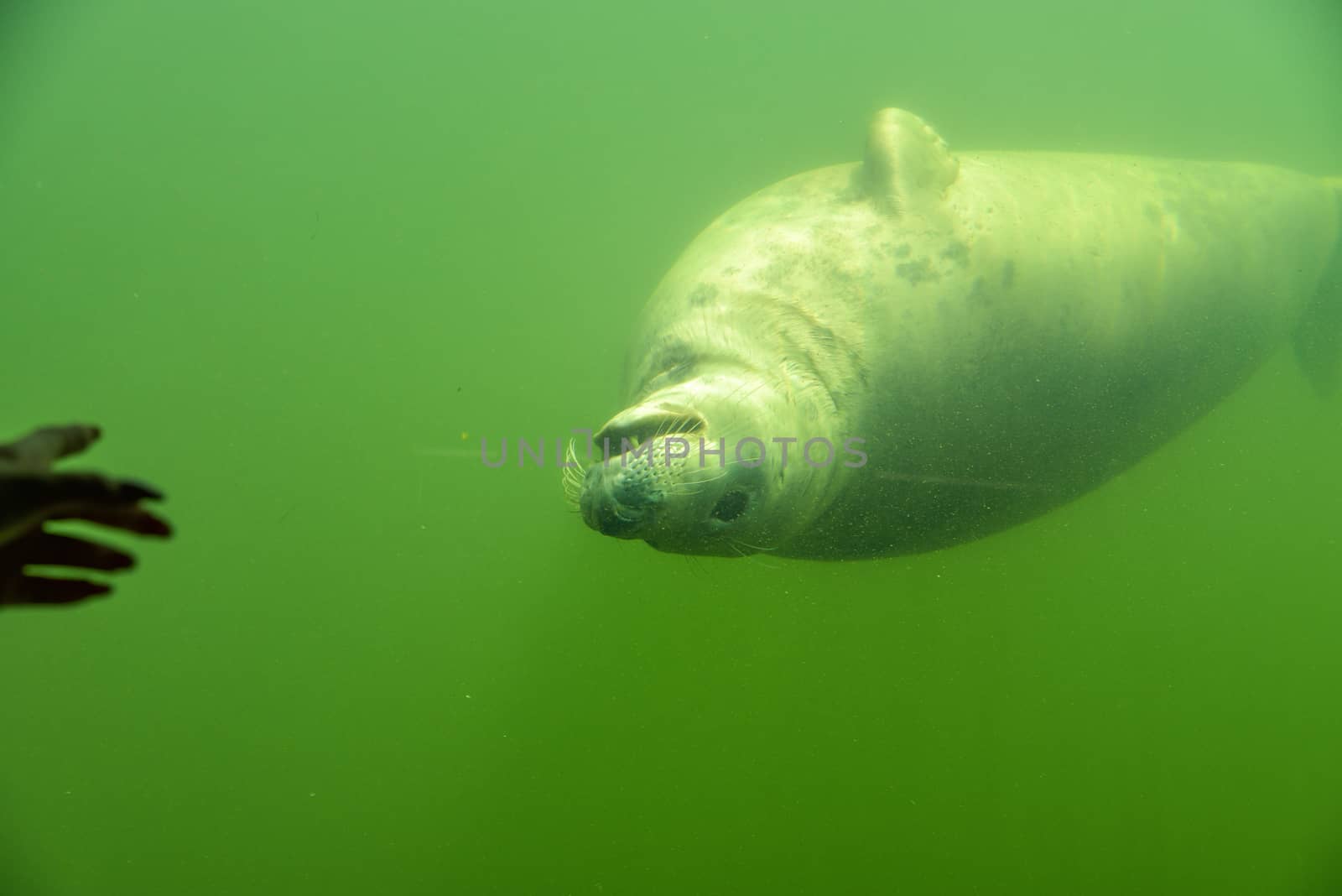 View through the underwater window of a swimming seal in green water as tourist attraction