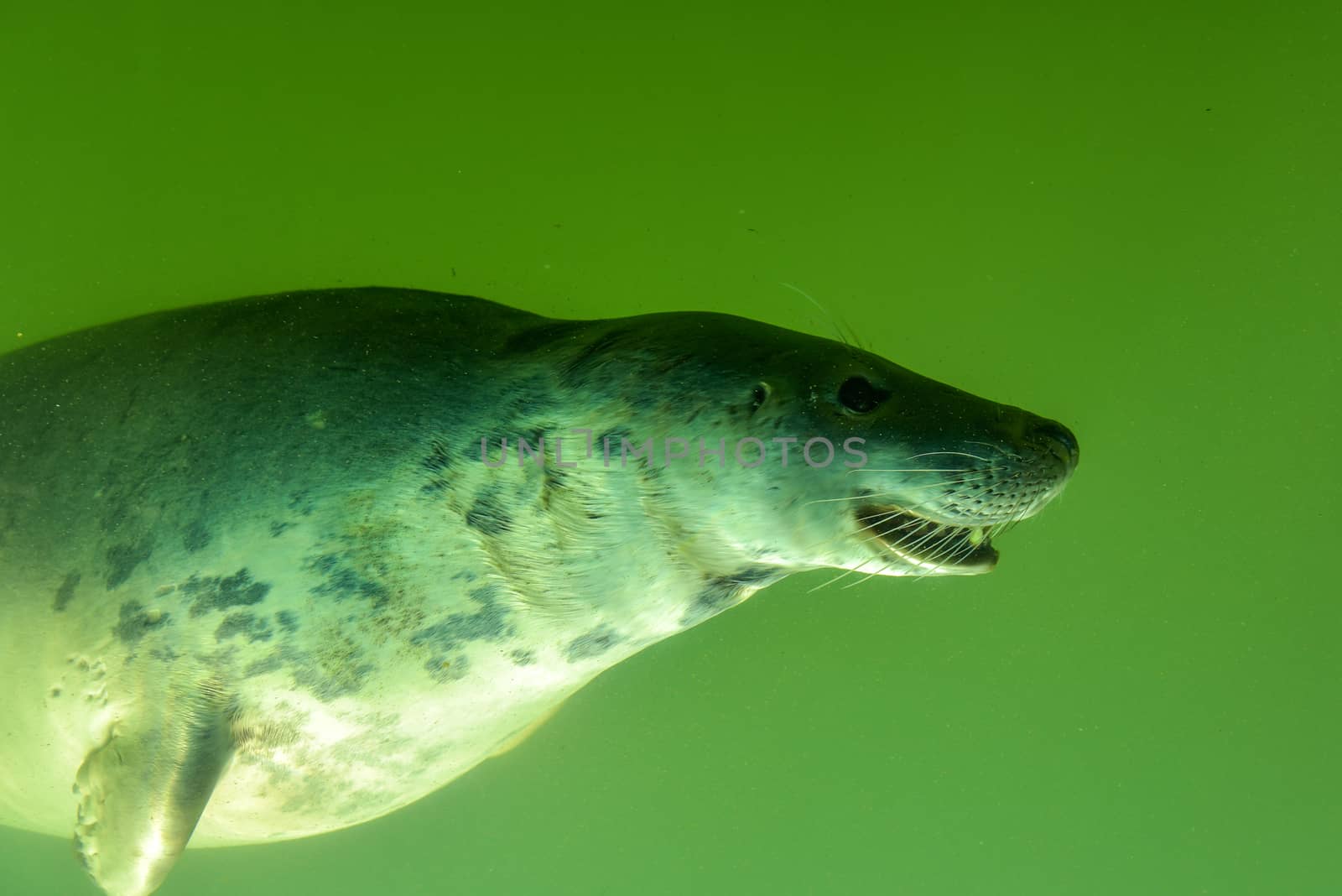View through the underwater window of a swimming seal in green water as tourist attraction