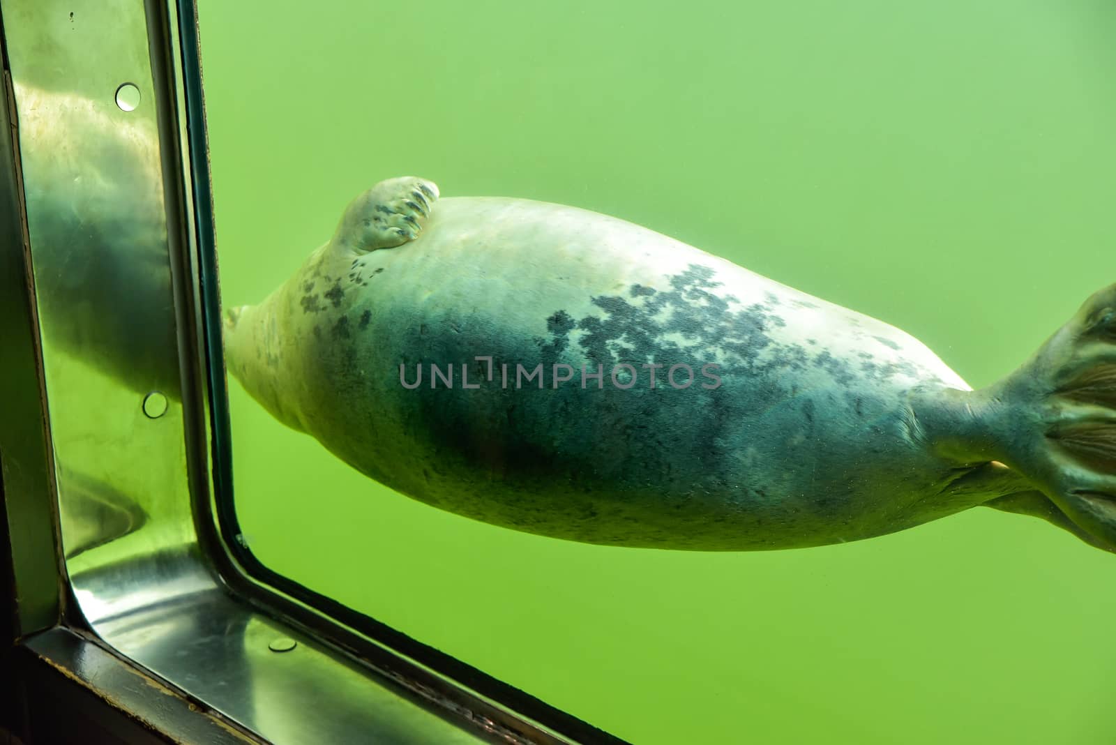 View through the underwater window of a swimming seal in green water as tourist attraction