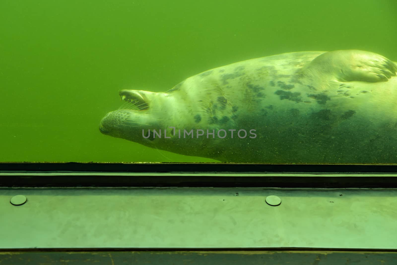 View through the underwater window of a swimming seal in green water as tourist attraction