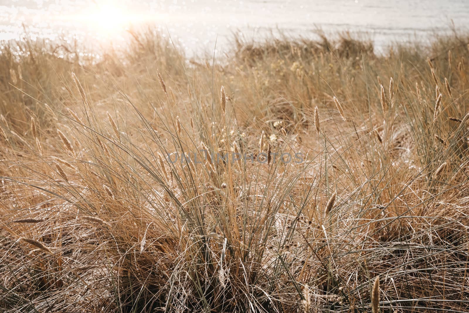 Grass at the sea side by RobertChlopas