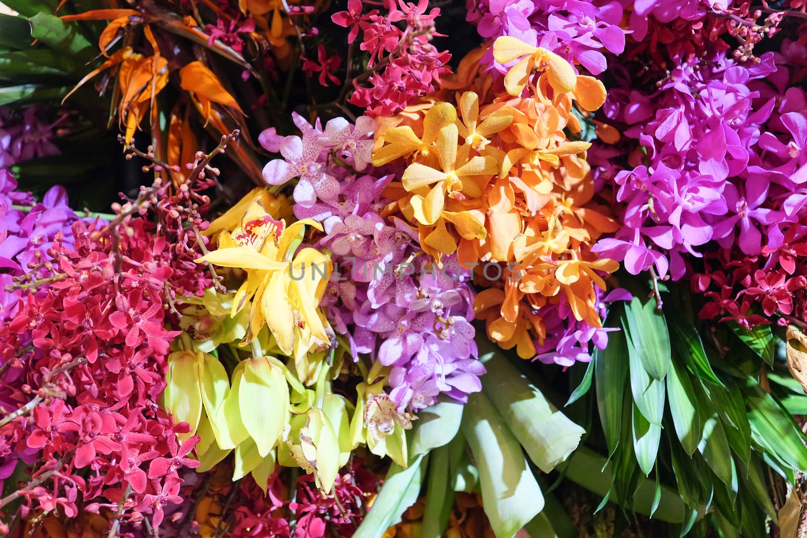 image of Colorful flowers background.