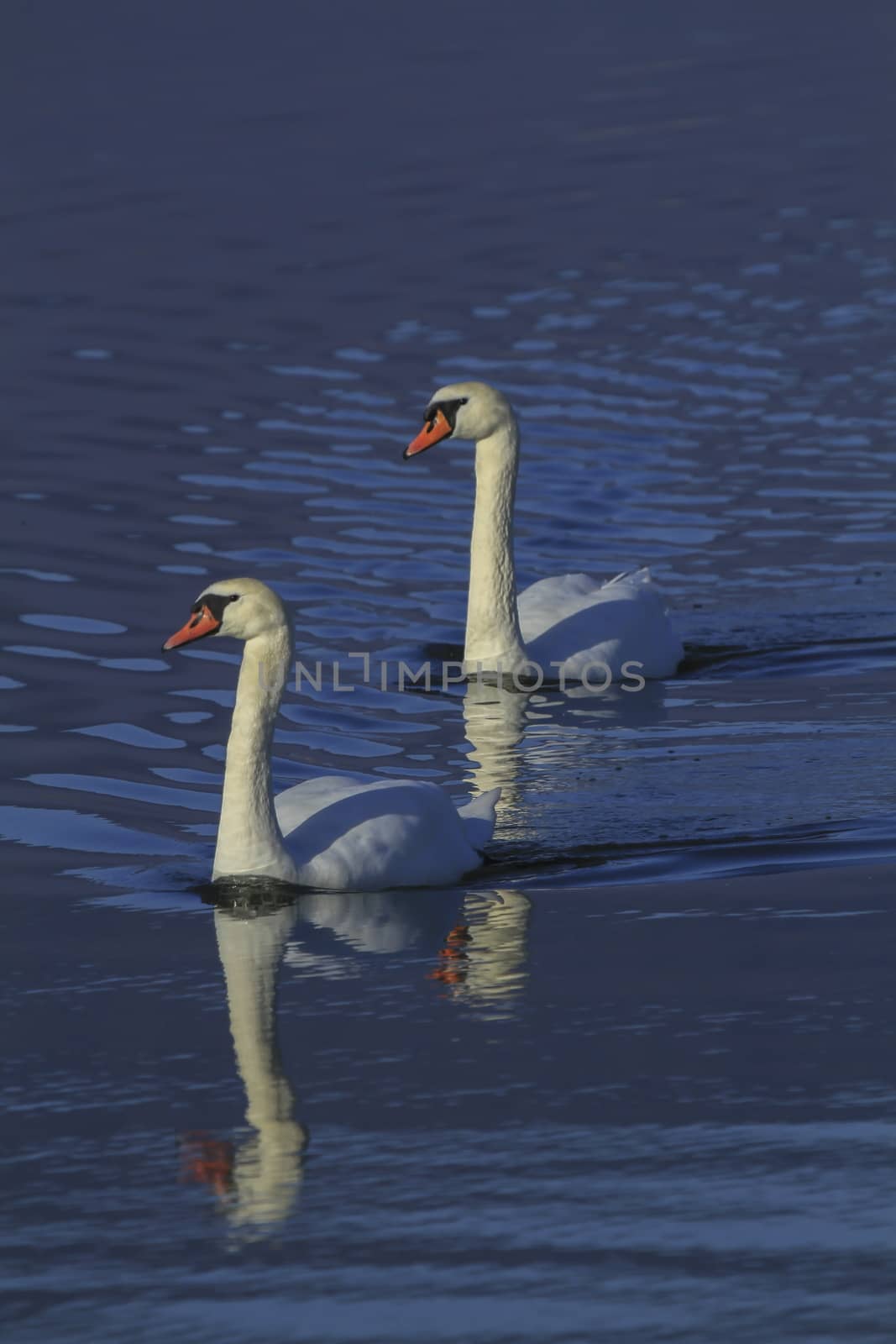 two very beautiful swans in a lake by mariephotos