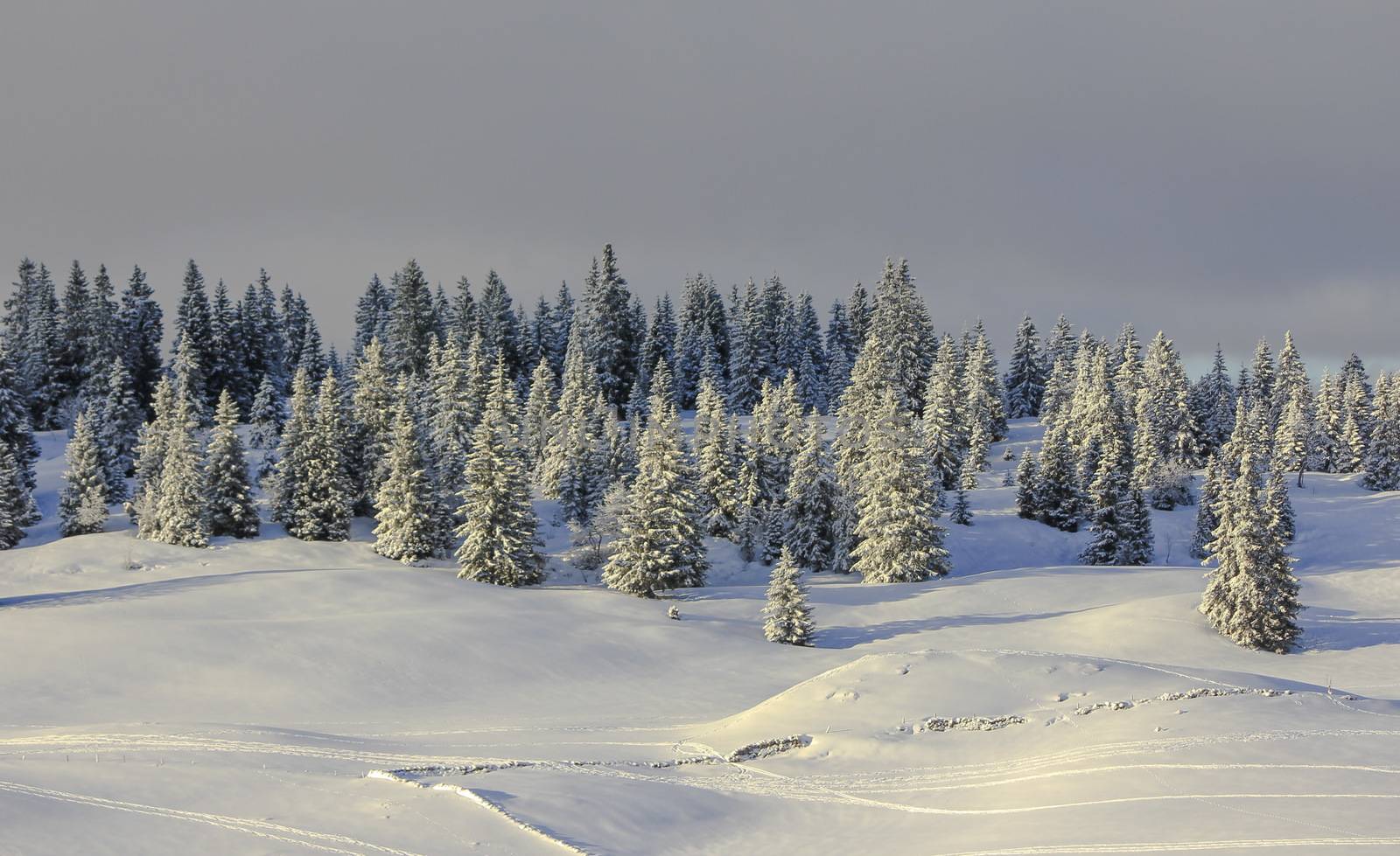 very beautiful winter landscape with fir trees white