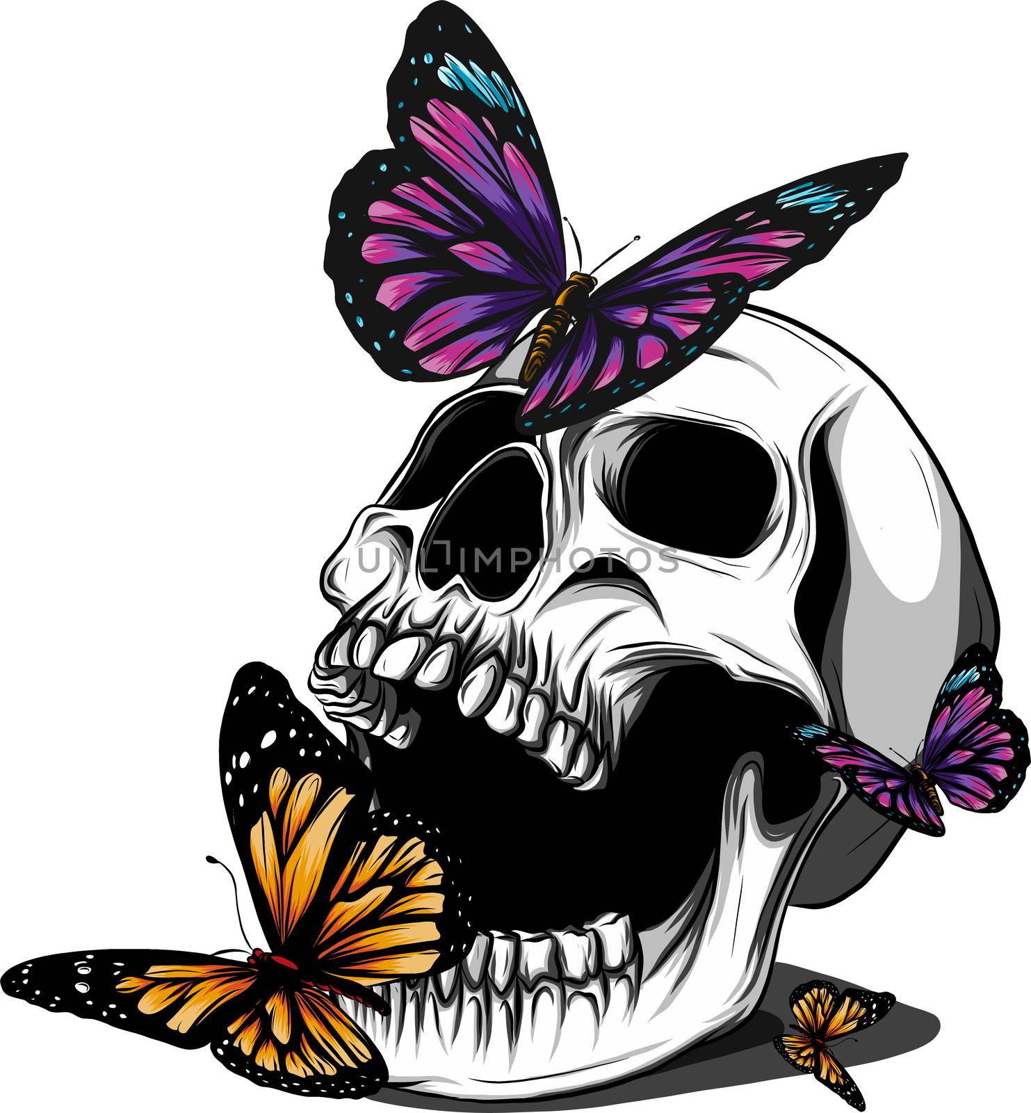 Hand drawing a bone skeleton, anatomical drawing of pelvic bone man, print for Halloween,butterflies fly, skull by dean