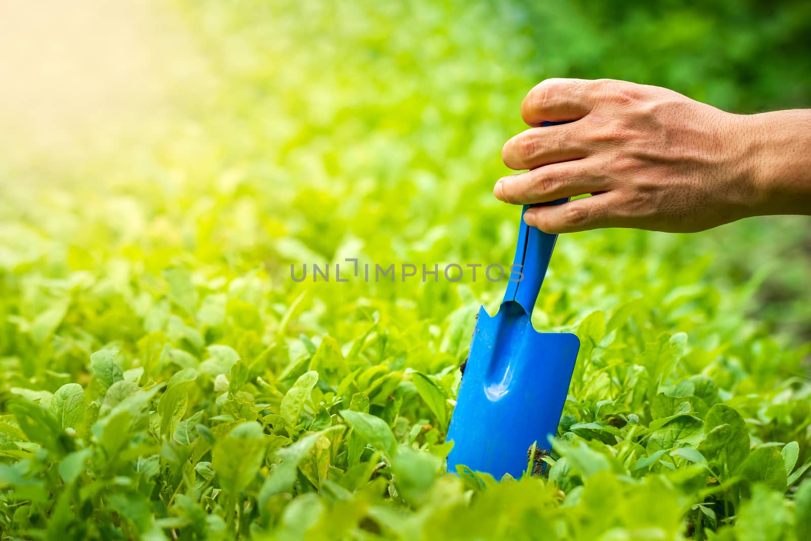 Gardener hand holding garden trowel on organic vegetable. by SaitanSainam