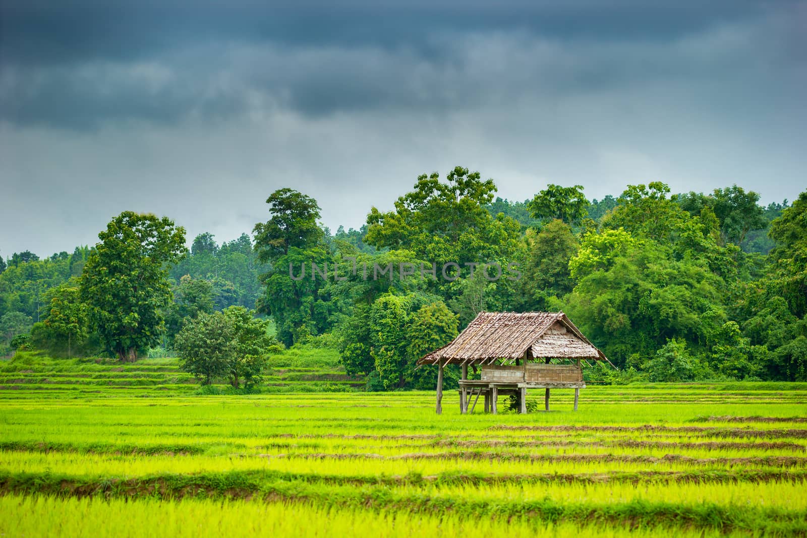 Cottage in the rice fields. by SaitanSainam