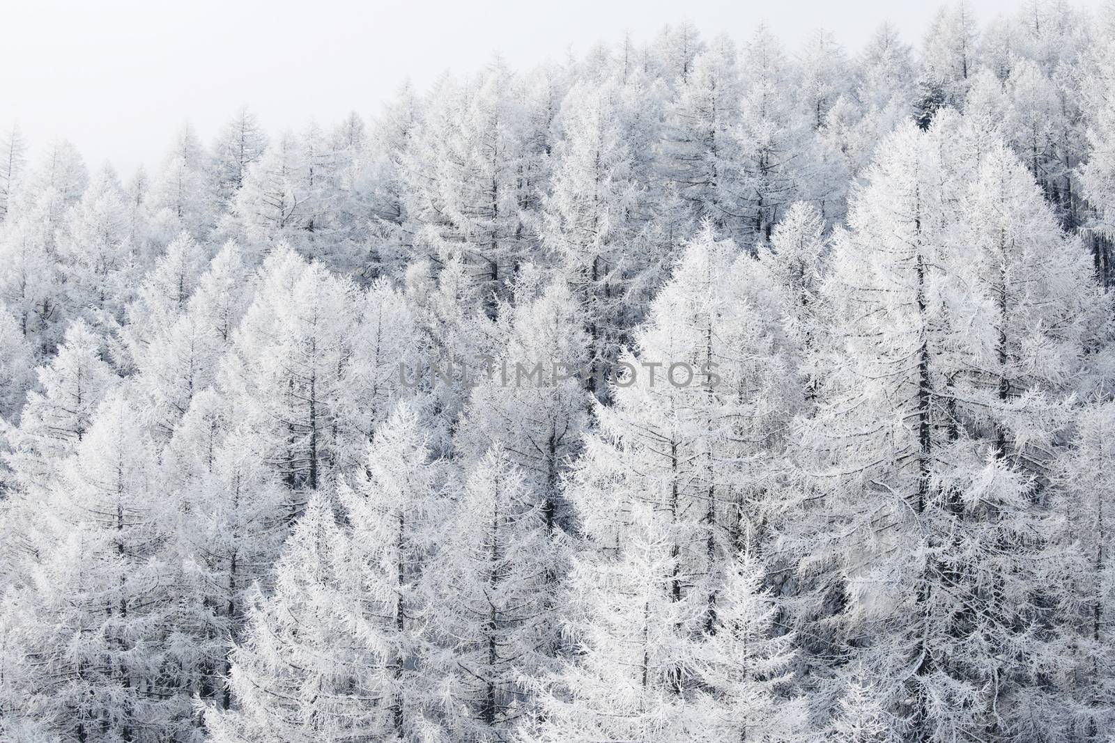 Winter landscape with mountain forest of snow covered trees