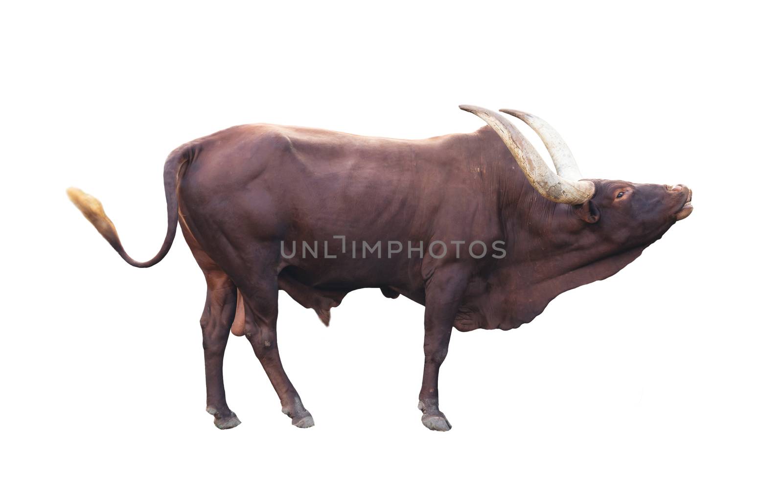 male ankole watusi isolated on white background