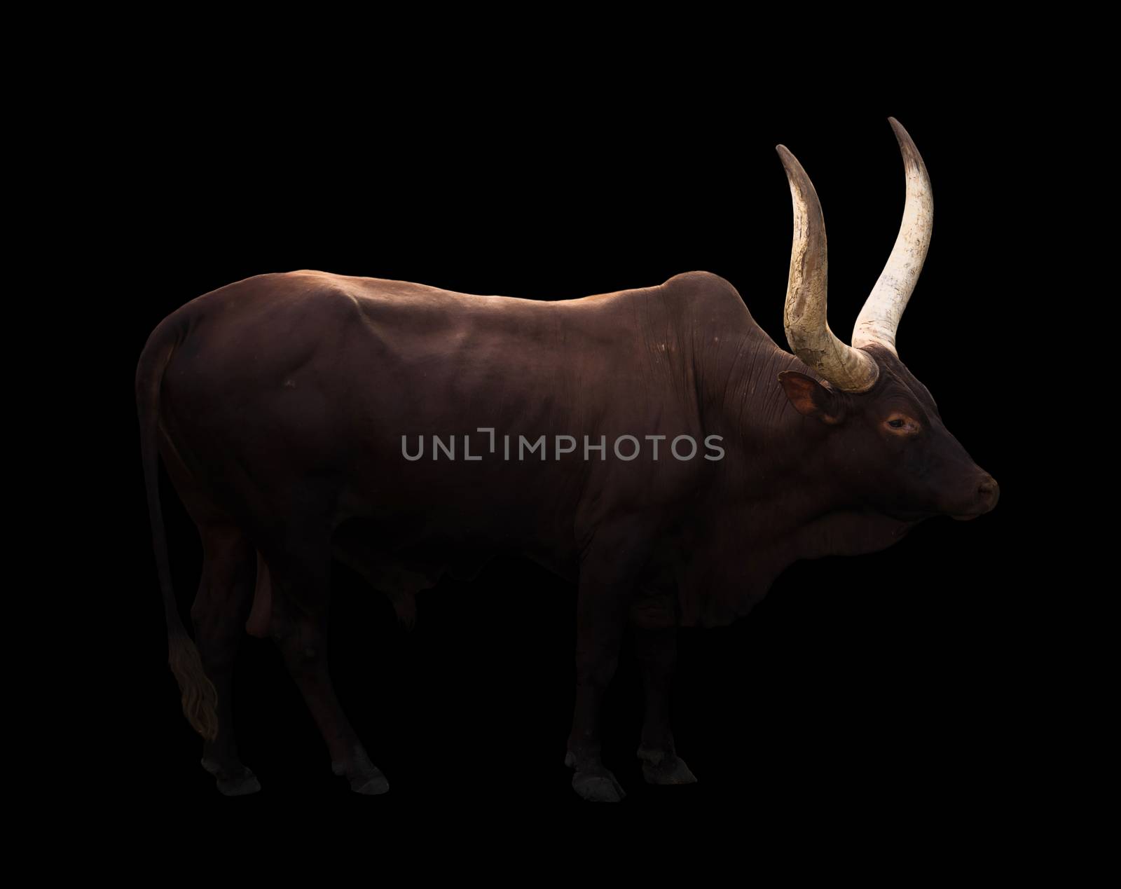 male ankole watusi in dark background by anankkml