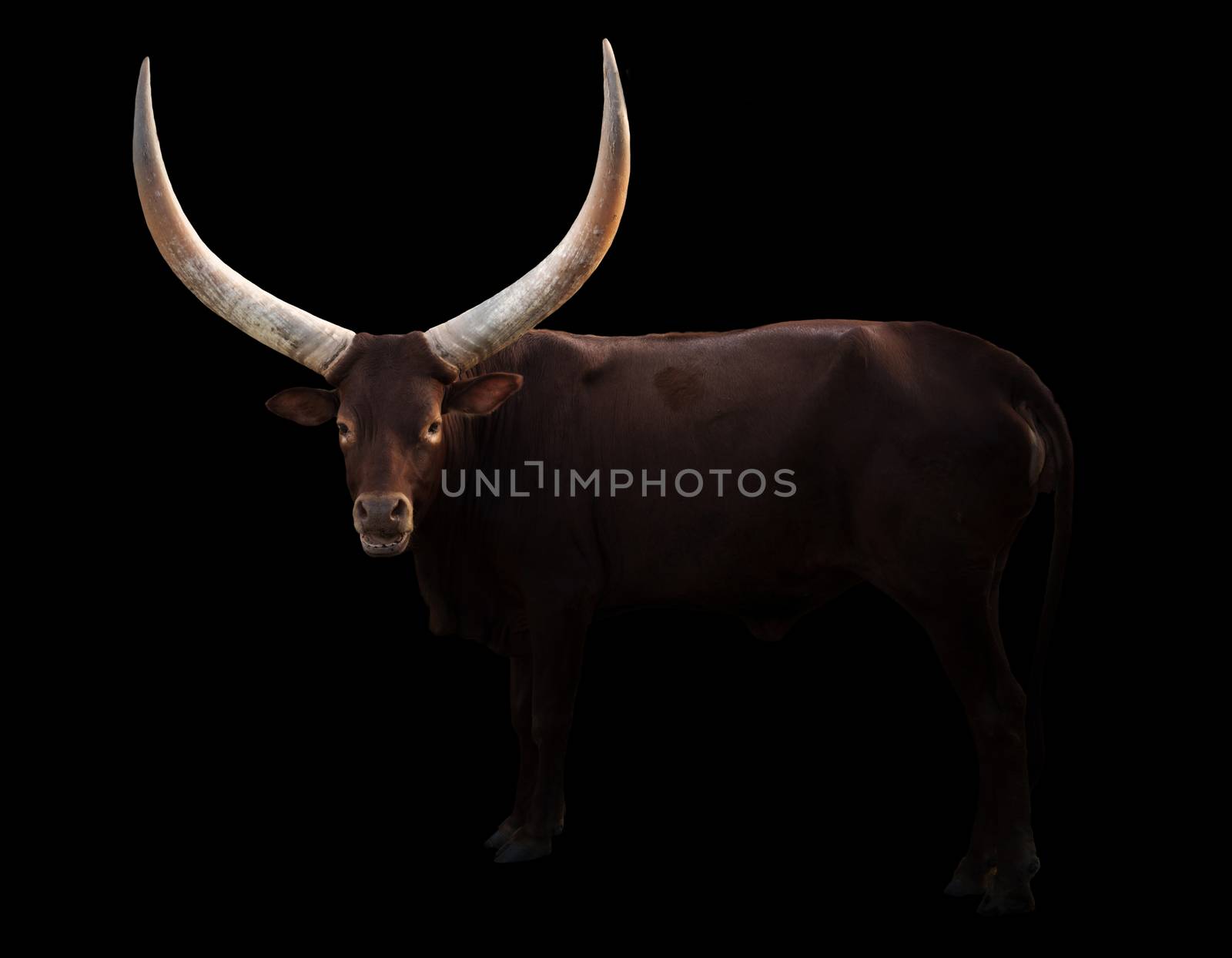 female ankole watusi standing in dark background