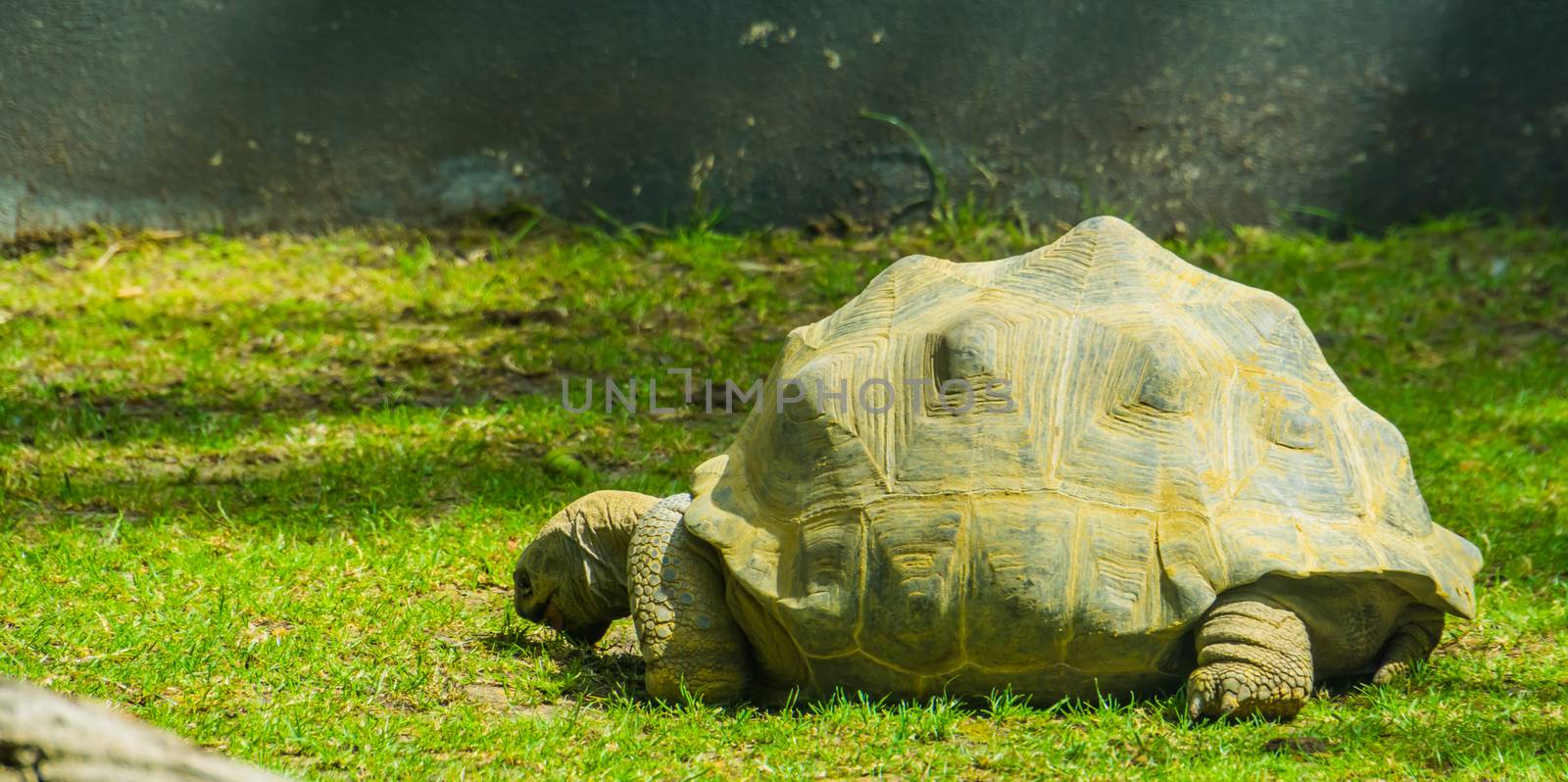 Aldabra giant tortoise, largest land turtle specie in the world, tropical turtle specie from Madagascar with vulnerable status by charlottebleijenberg