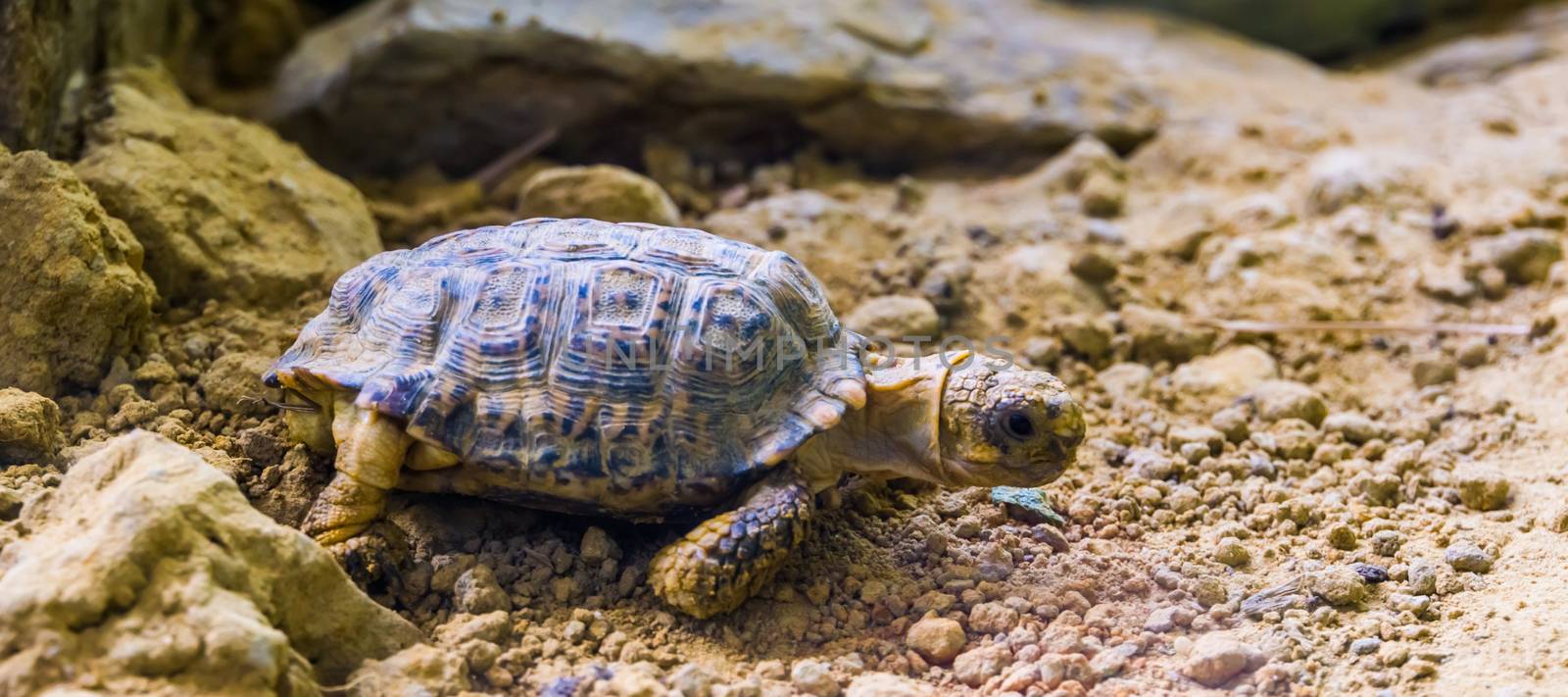 closeup of a speckled tortoise, small turtle specie from Africa, Endangered tropical animal specie by charlottebleijenberg