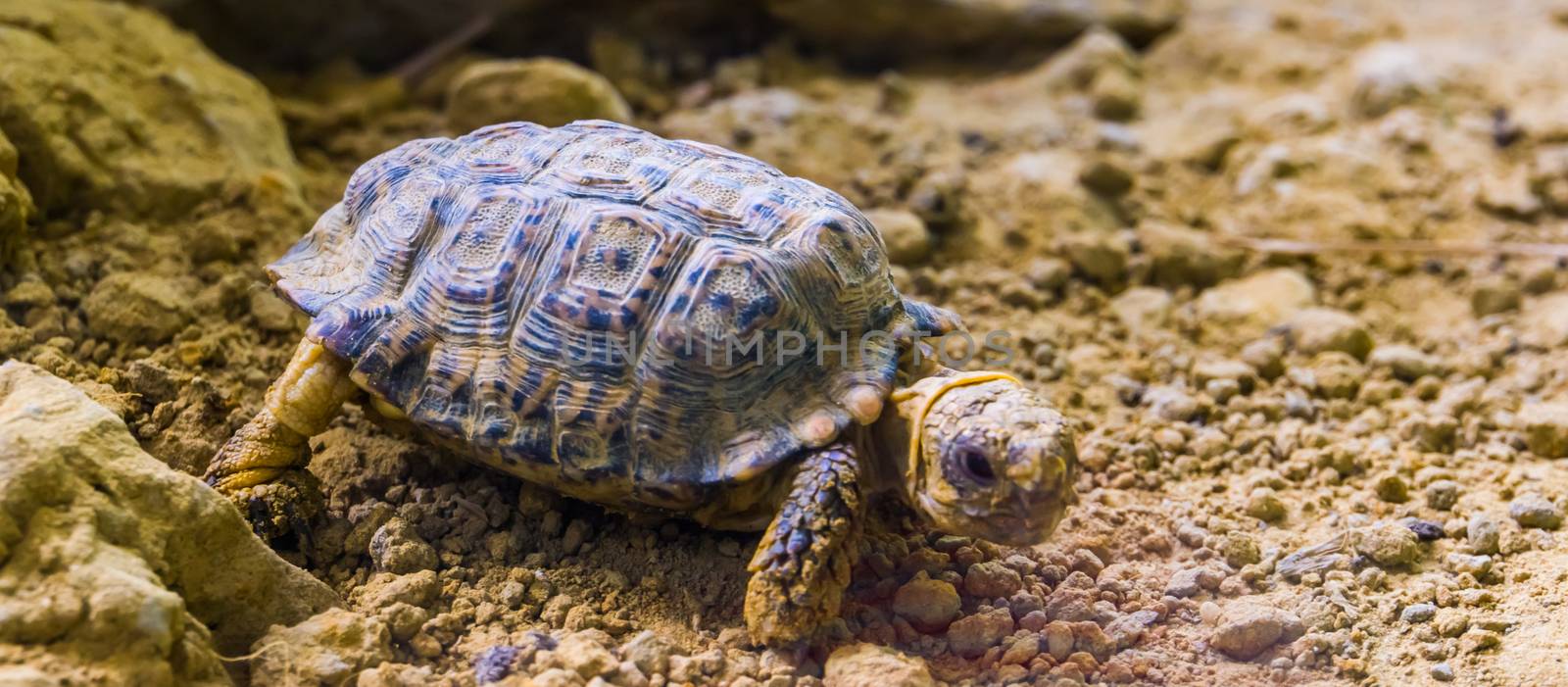 speckled tortoise in closeup, small turtle specie from africa, Endangered animal specie by charlottebleijenberg