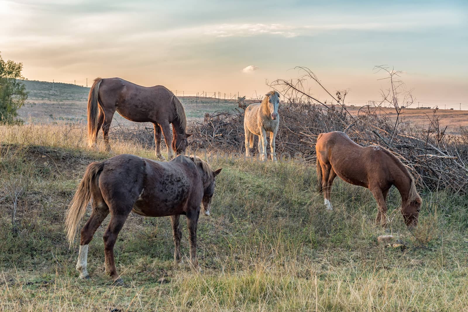 Four horses grazing at sunset near Lydenburg by dpreezg