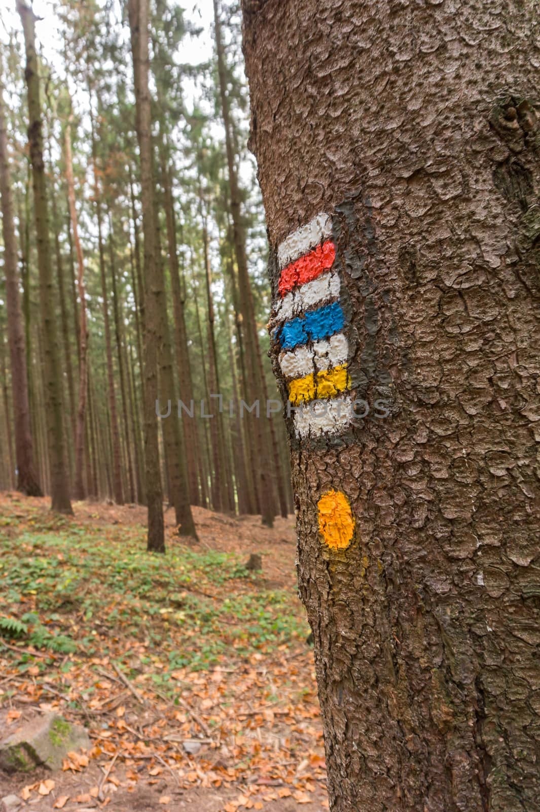 Tourist route marks on a tree in the forest with trees in the background. White, red, blue and yellow. by petrsvoboda91