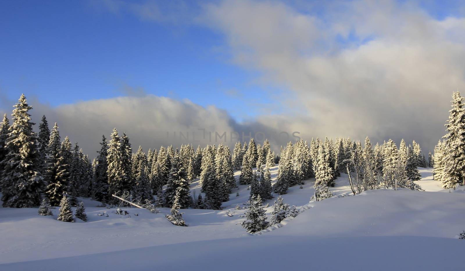 very beautiful winter landscape with fir trees by mariephotos