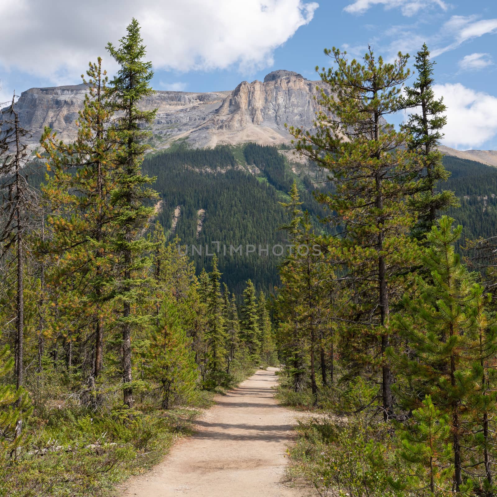 Hiking trail around Emerald Lake, Yoho National Park, British Columbia, Canada