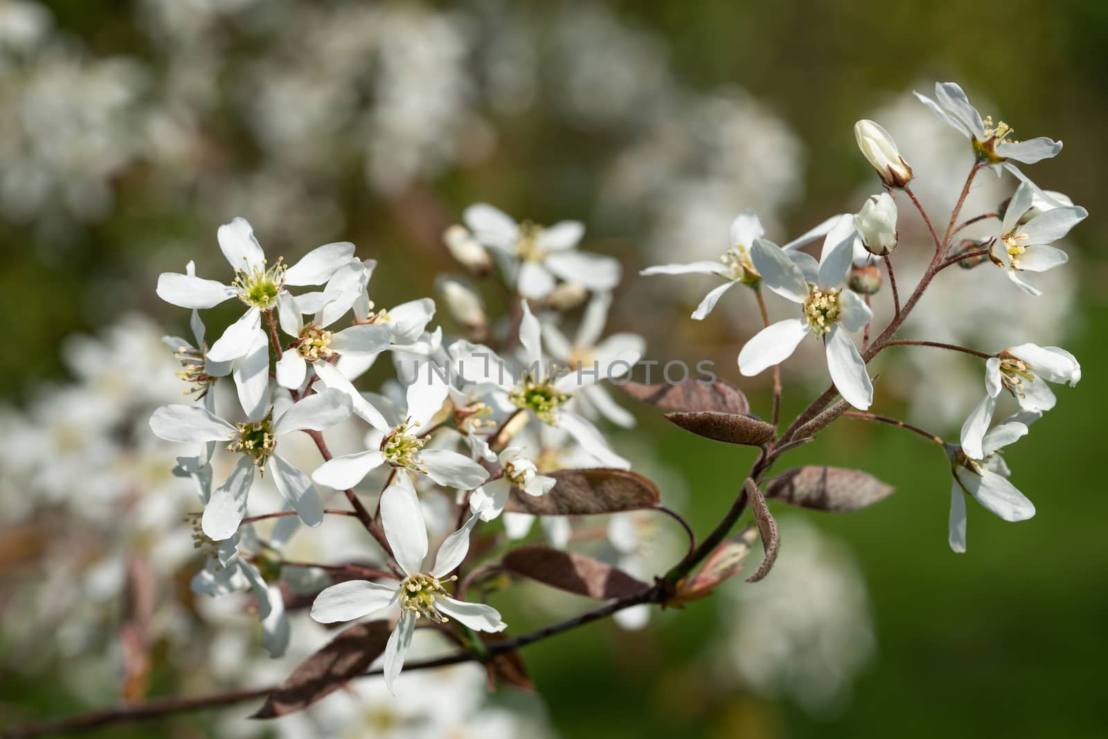 Juneberry (Amelanchier lamarckii), blooms of springtime