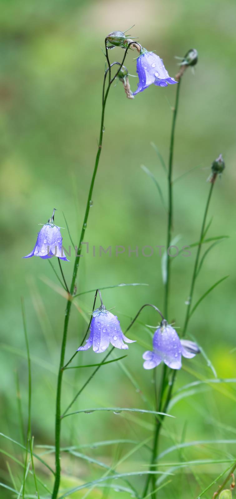 After the rain, close up of fragile flowers with watertrops 