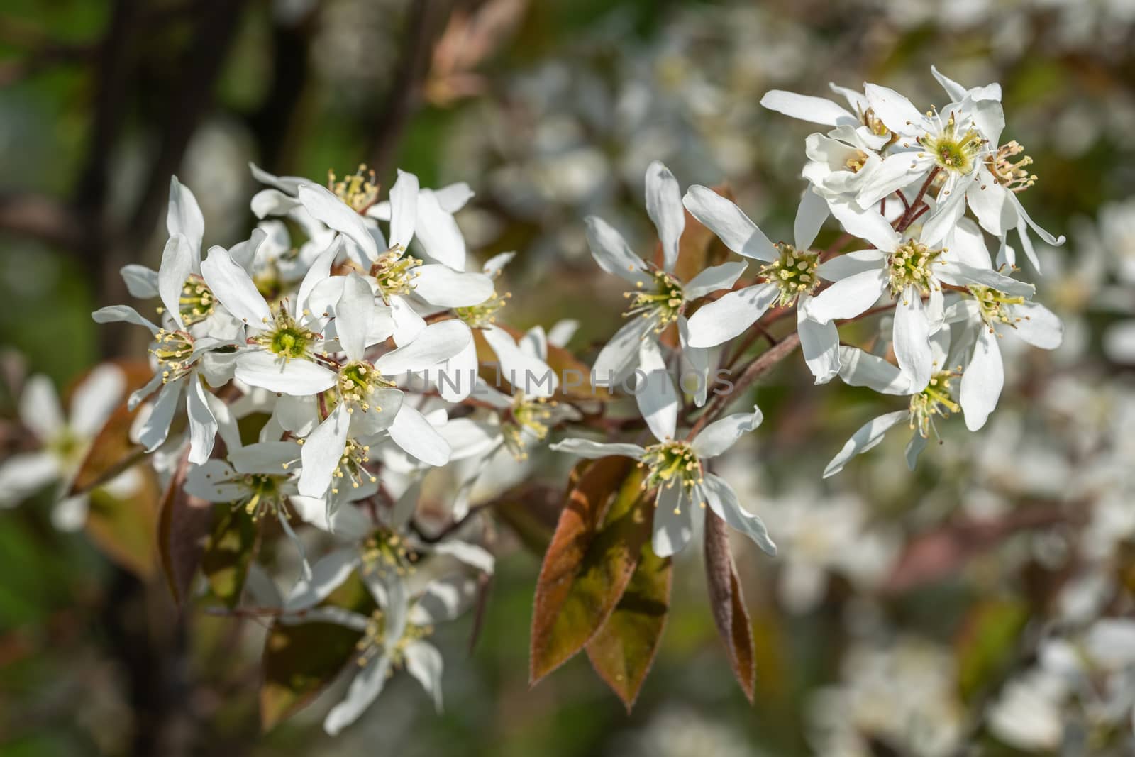 Juneberry (Amelanchier lamarckii), blooms of springtime