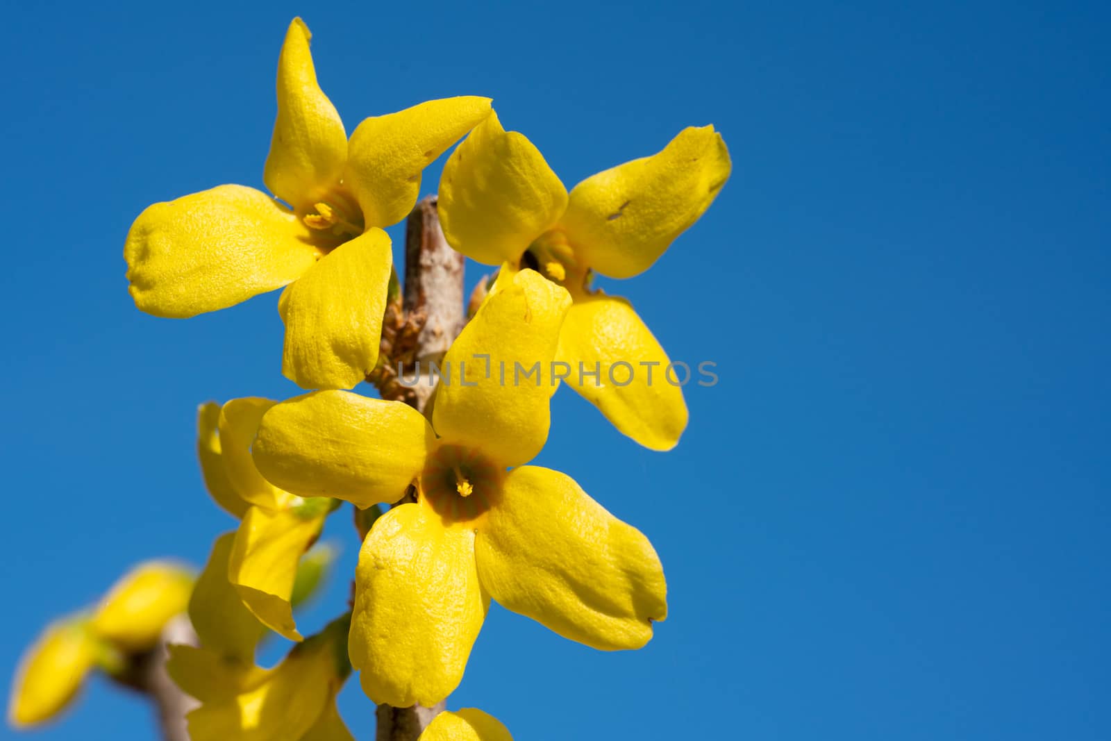 Forsythia (Forsythia × intermedia), flowers of springtime