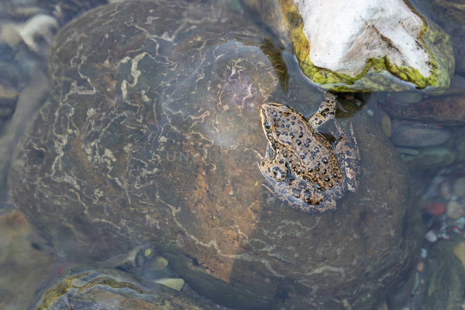 Columbia Spotted Frog (Rana luteiventris), image was taken in the Waterton Lakes National Park, Alberta, Canada