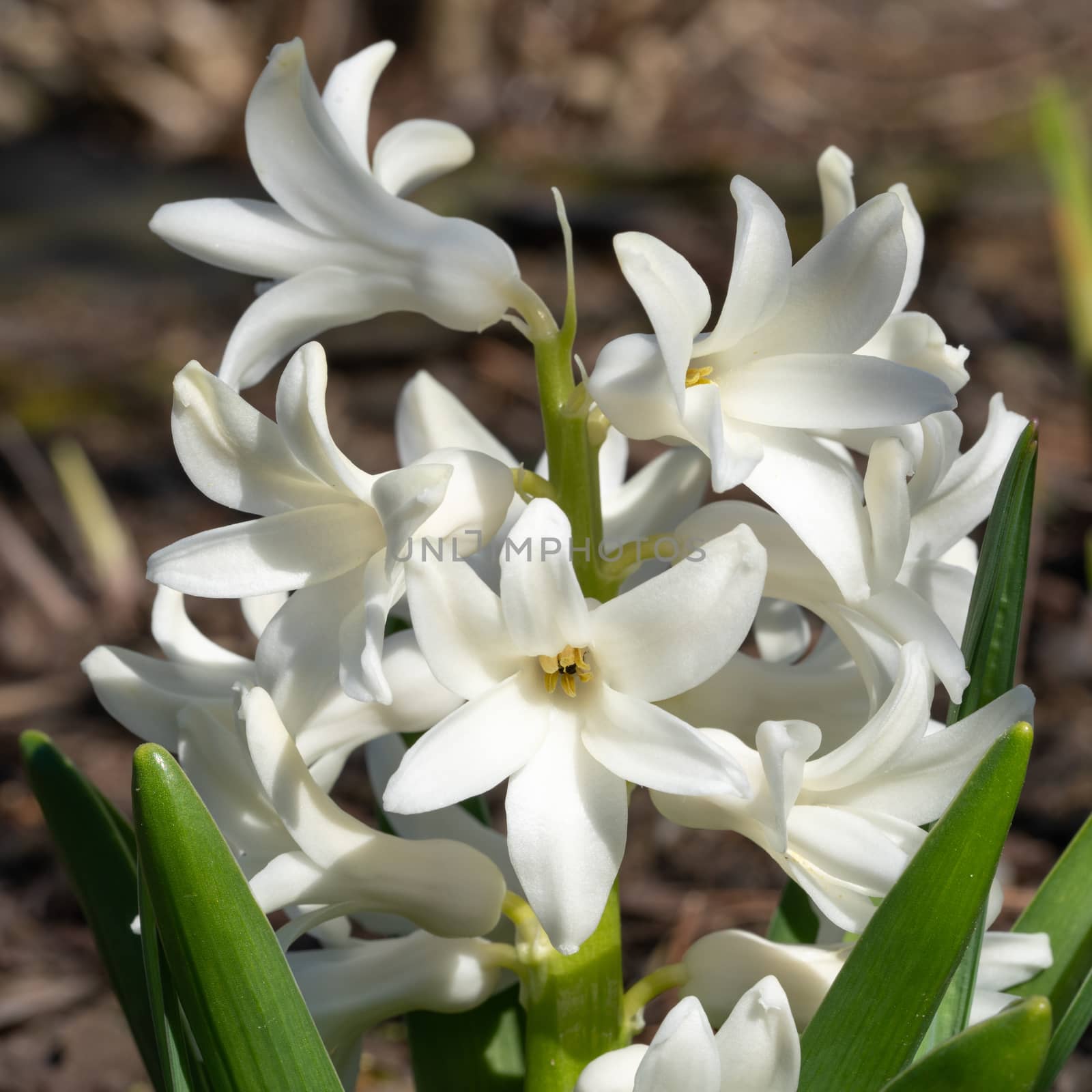 Common Hyacinth, Hyacinthus orientalis by alfotokunst