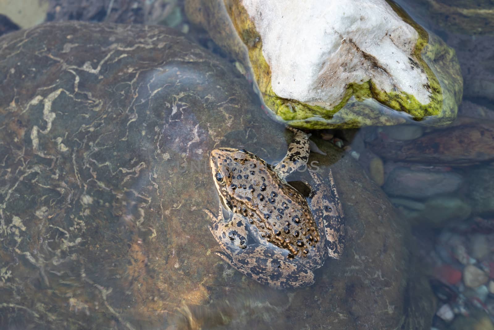 Columbia Spotted Frog (Rana luteiventris), image was taken in the Waterton Lakes National Park, Alberta, Canada