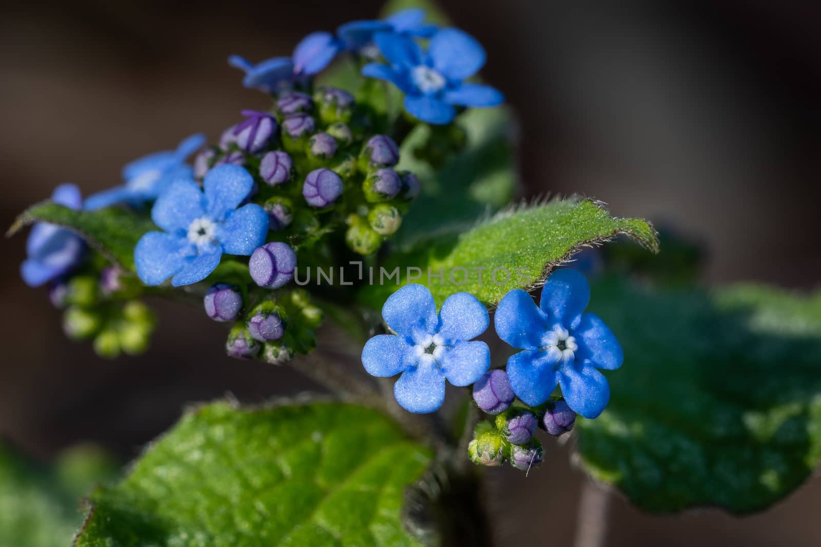 Siberian bugloss (Brunnera macrophylla), close up of the flower head