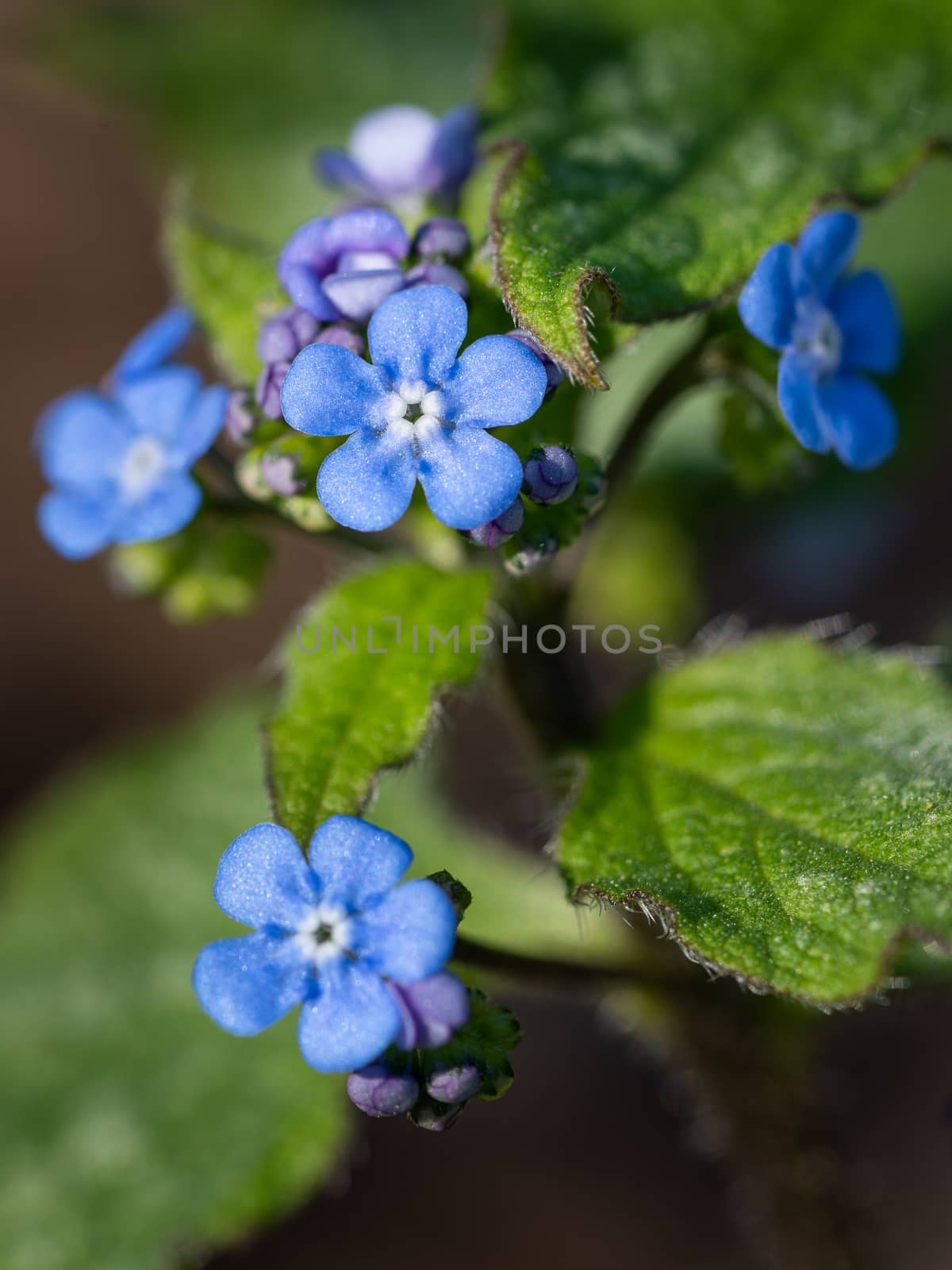 Siberian bugloss, Brunnera macrophylla by alfotokunst