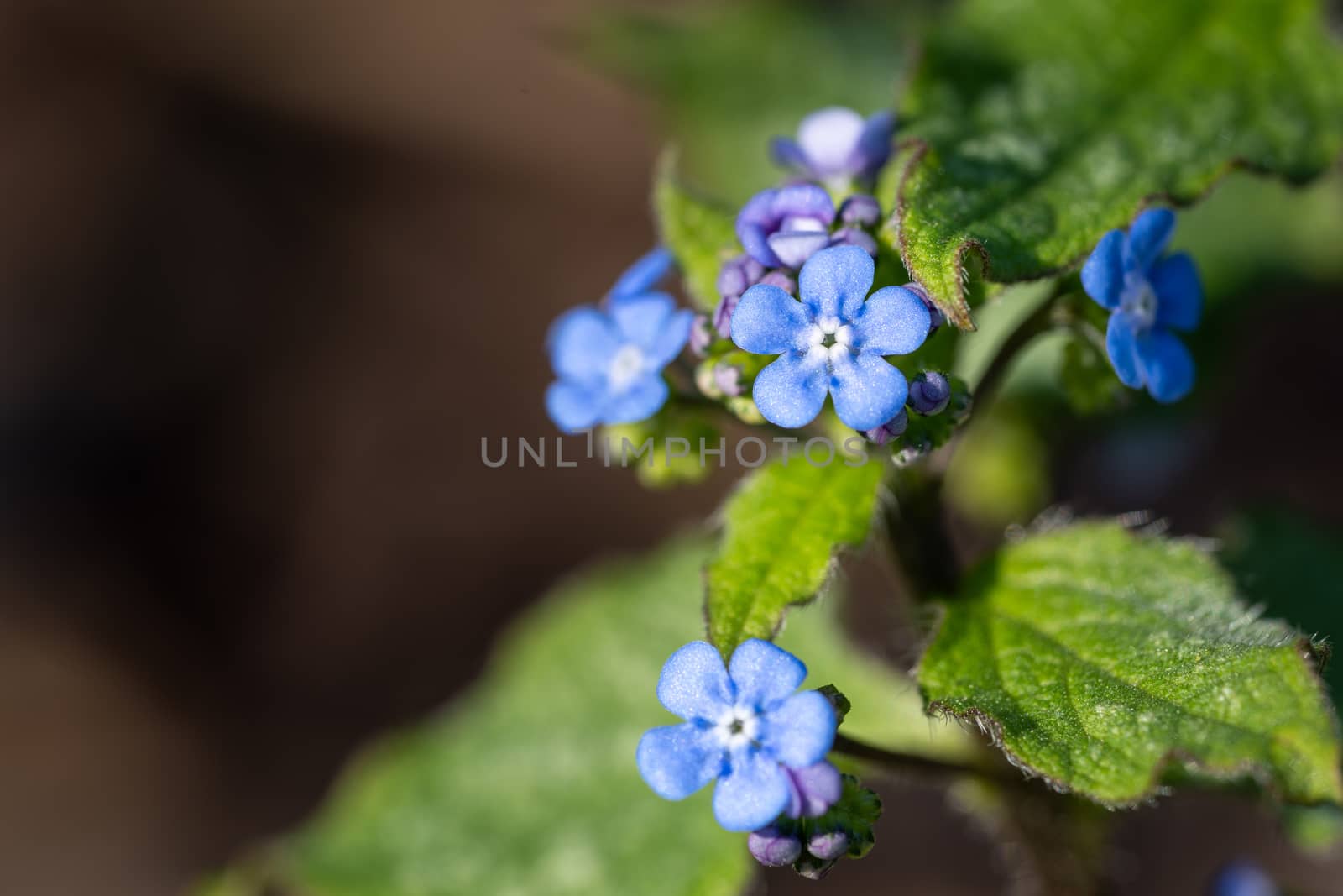 Siberian bugloss (Brunnera macrophylla), close up of the flower head