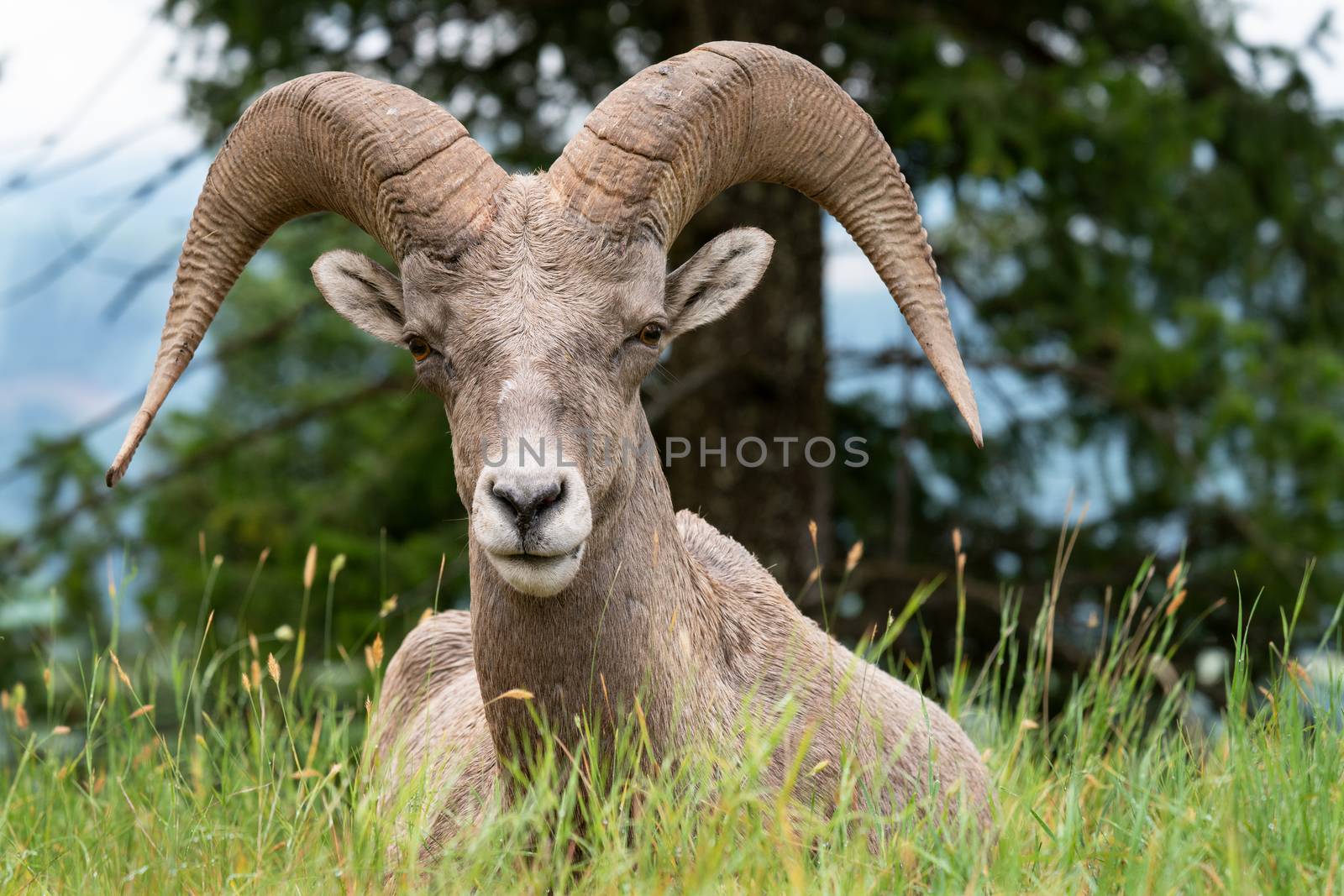 Bighorn sheep (Ovis canadensis), image was taken in the Kootenay National Park, British Columbia, Canada
