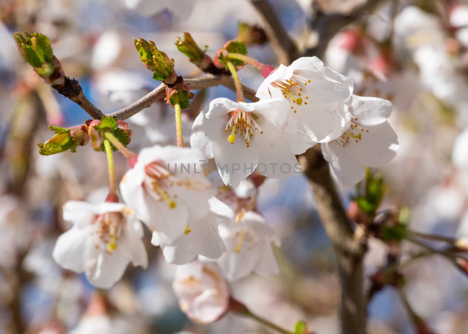 Fuji cherry 'Kojou-no-mai' (Prunus incisa), close up of the flower head