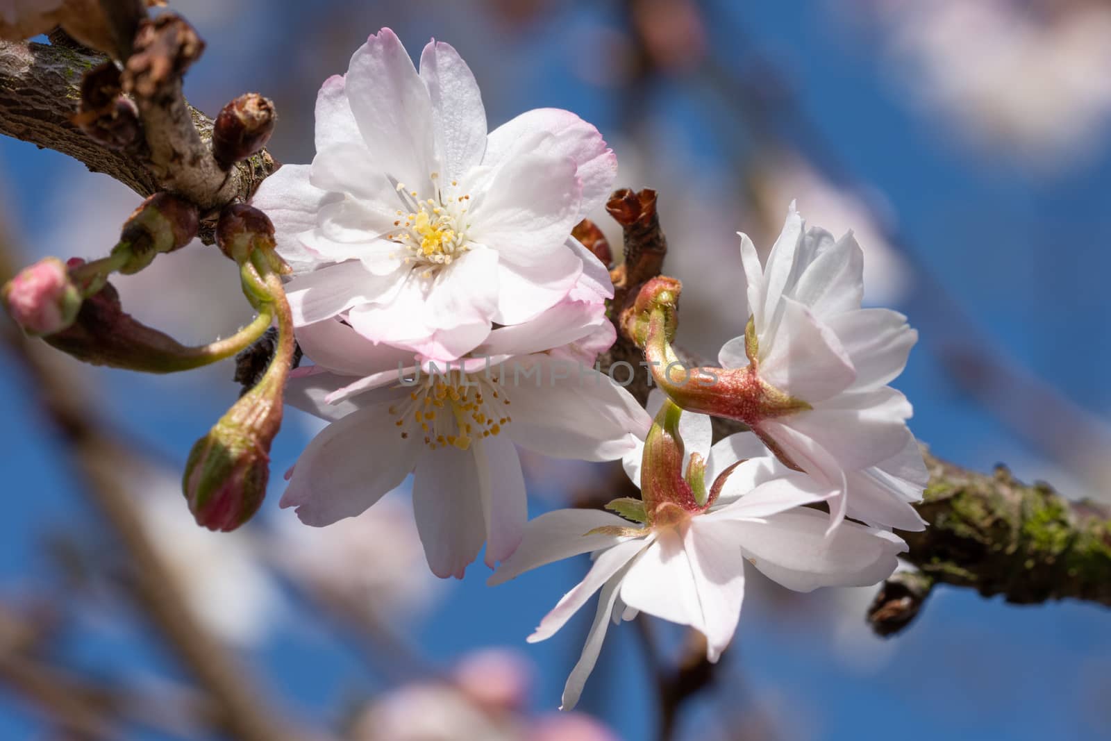 Higan cherry (Prunus subhirtella), close up of the flower head