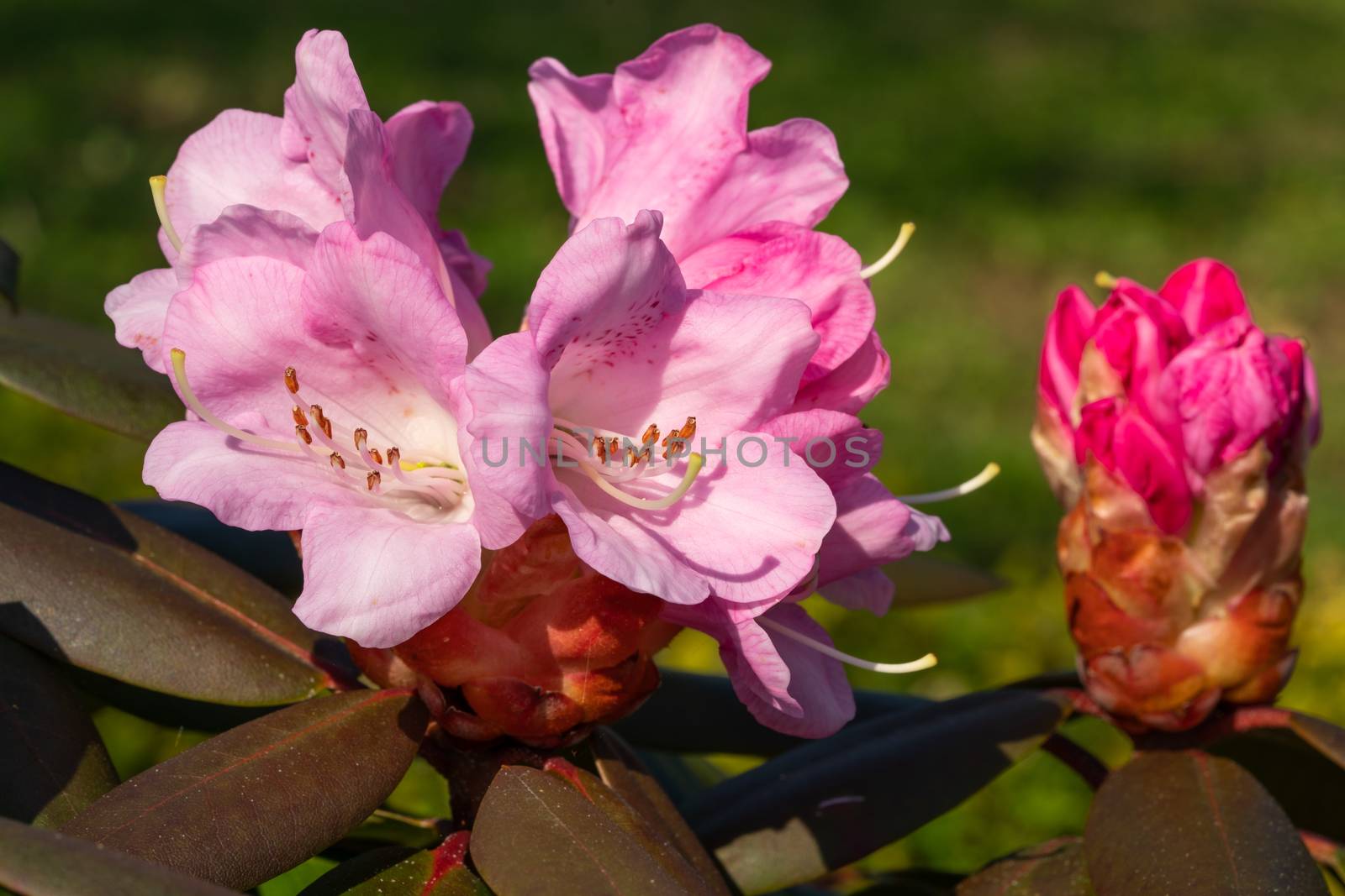 Rhododendron Hybrid (Rhododendron hybrid), close up of the flower head