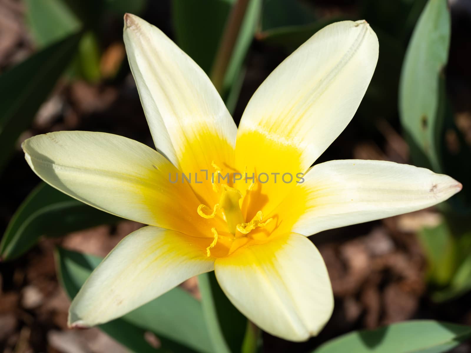 Tulip (Tulipa), close up of the flower of spring