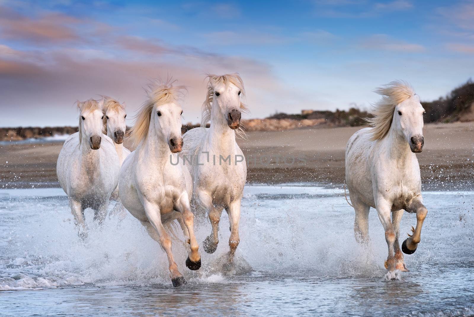 White horses are galoping in the water  all over the sea in Camargue, France.