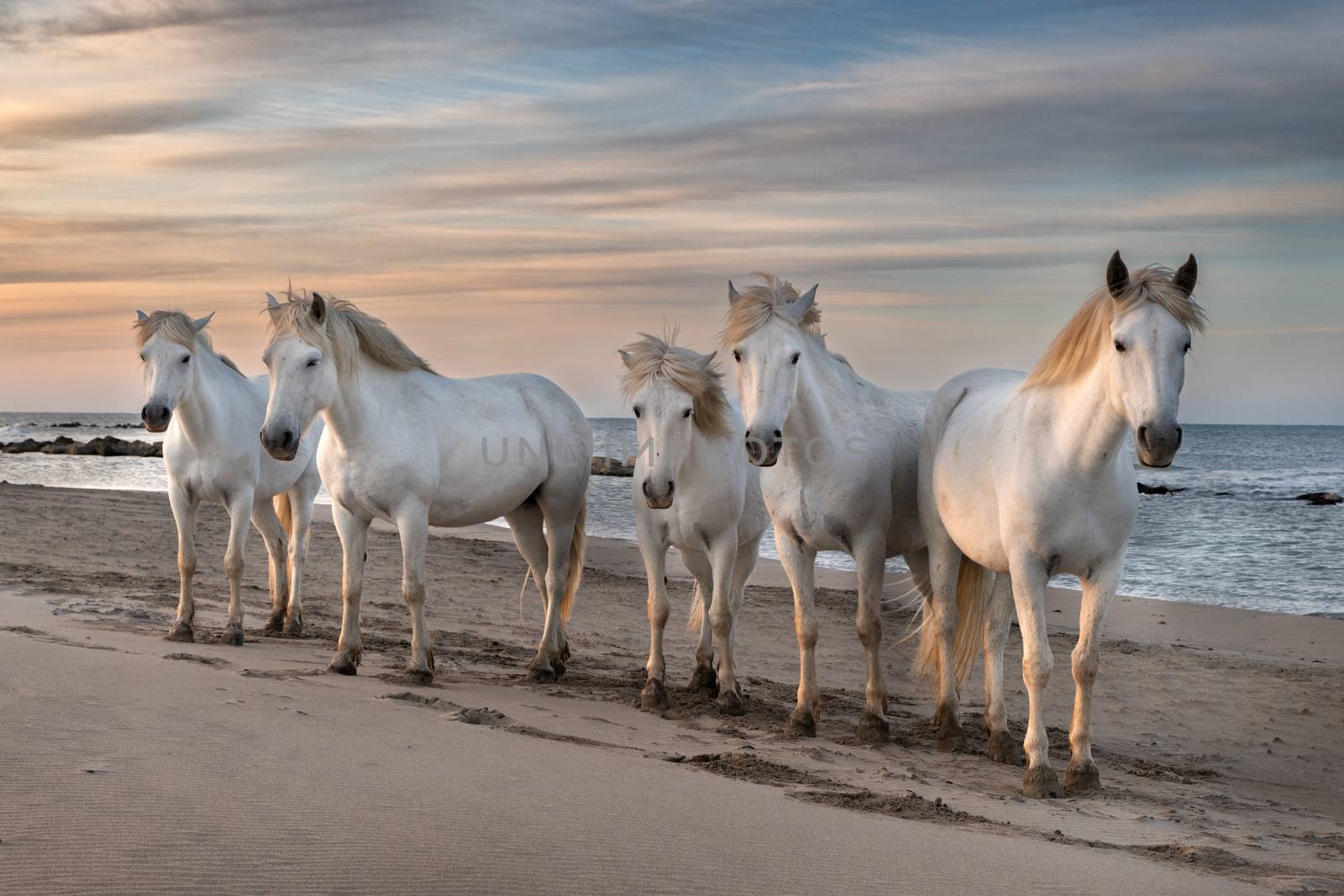 Horses in Camargue by ventdusud