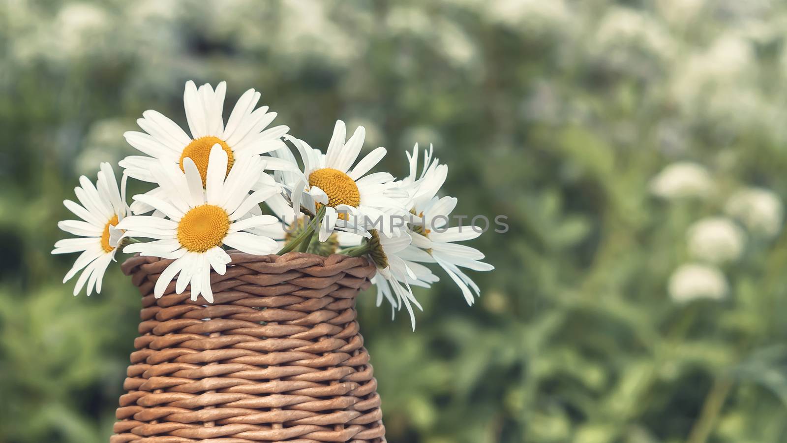 Wildflowers daisies in a wicker vase against the background of a summer meadow.