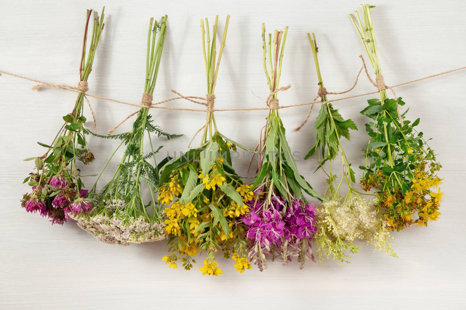 Bundles of medicinal herbs dried near a white wooden wall, alternative medicine and herbal treatment concept by galsand